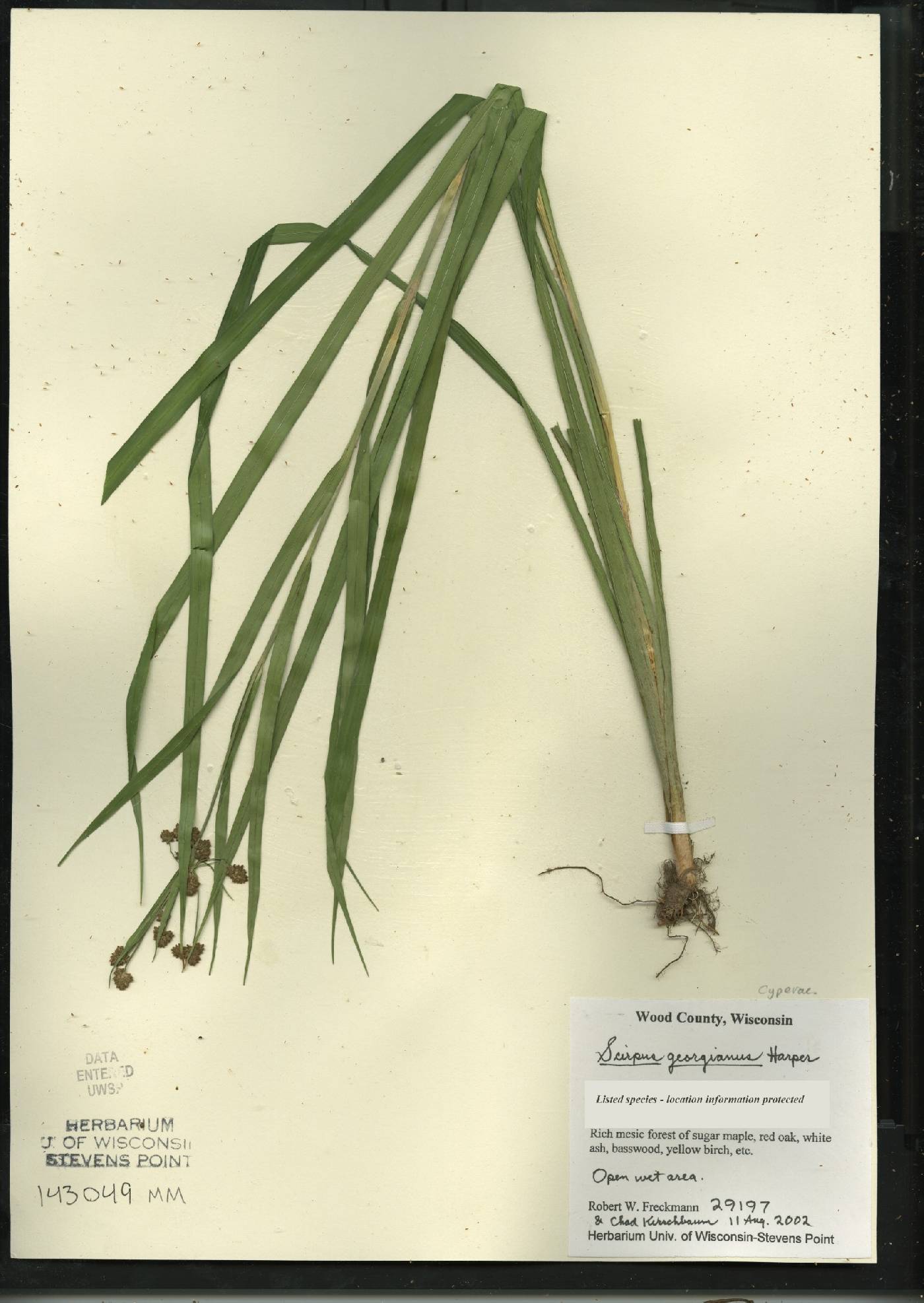 Scirpus georgianus image