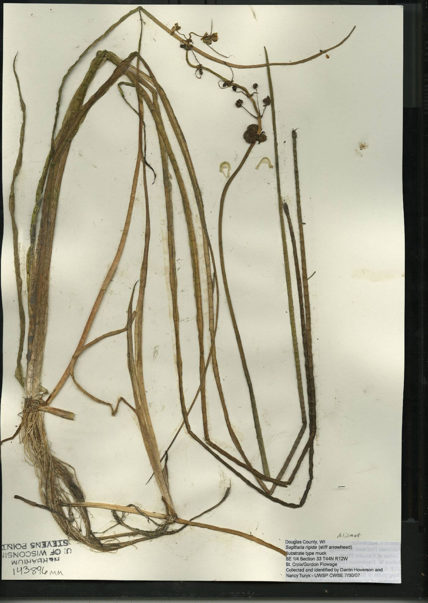 Sagittaria rigida image