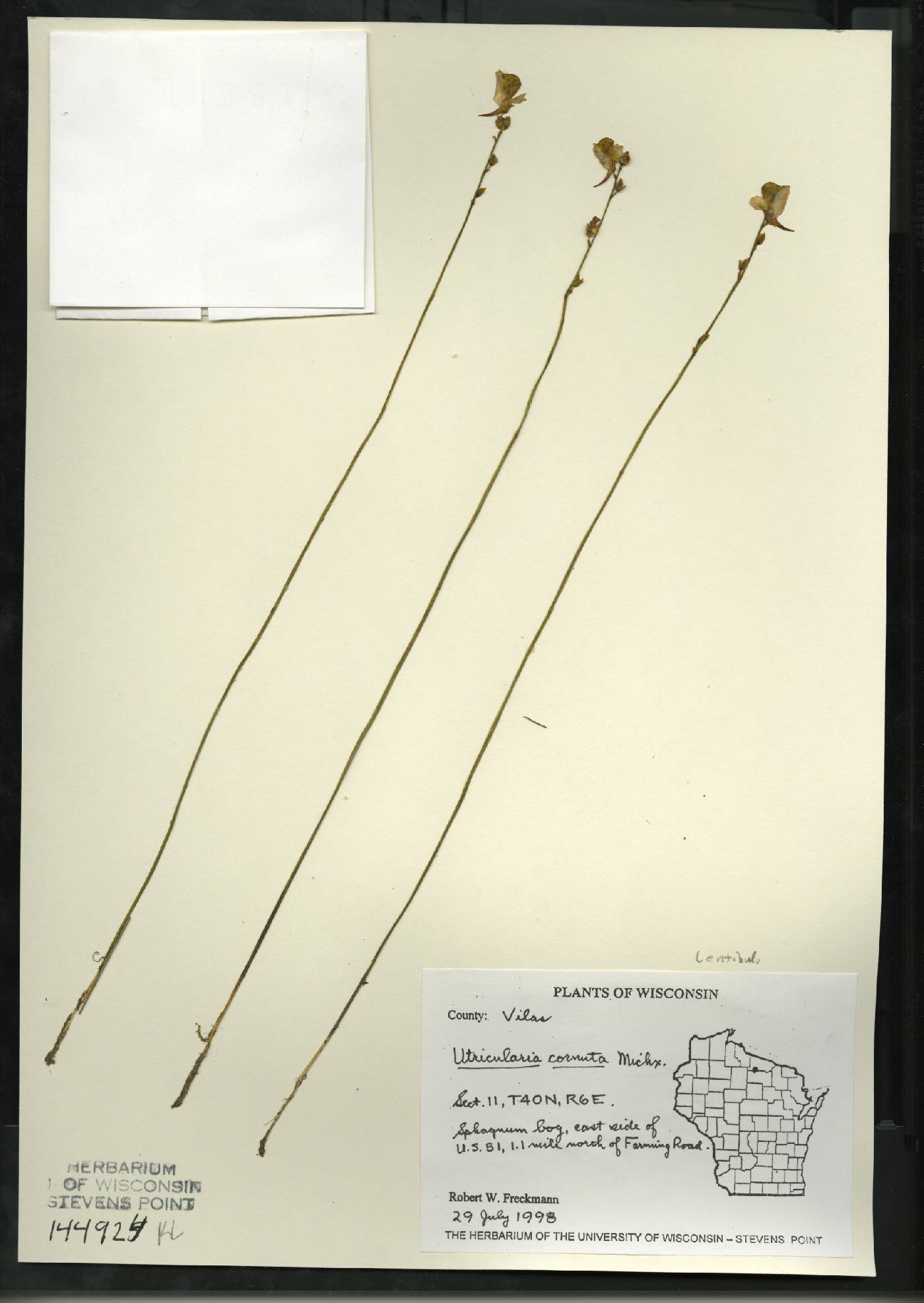 Utricularia cornuta image