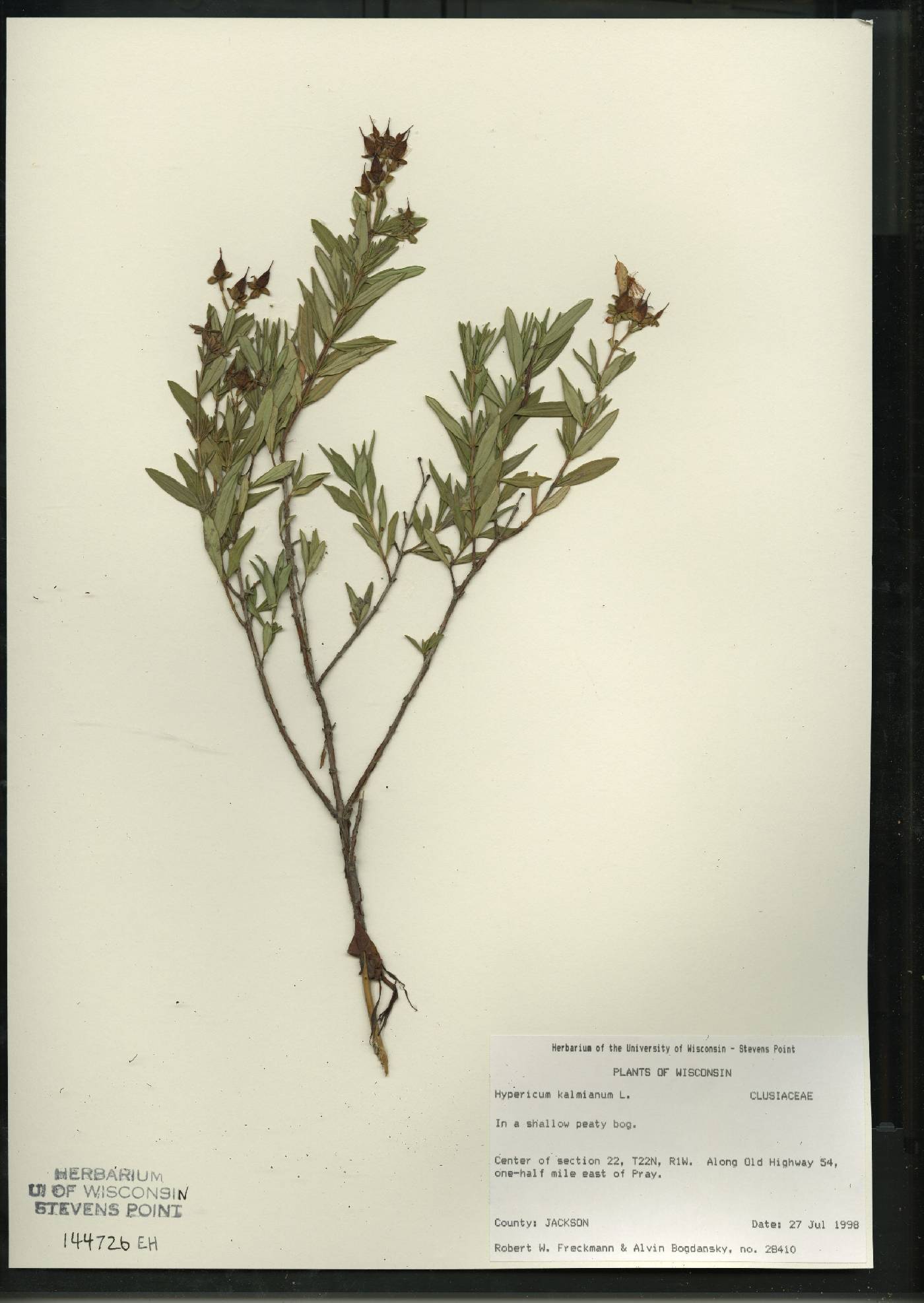 Hypericum kalmianum image