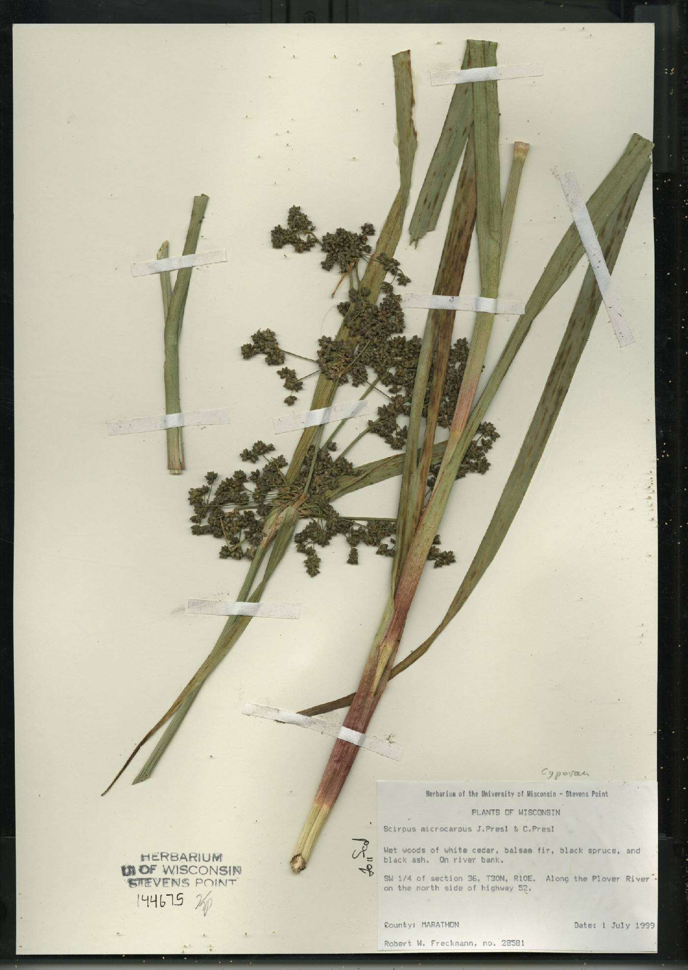 Scirpus microcarpus image