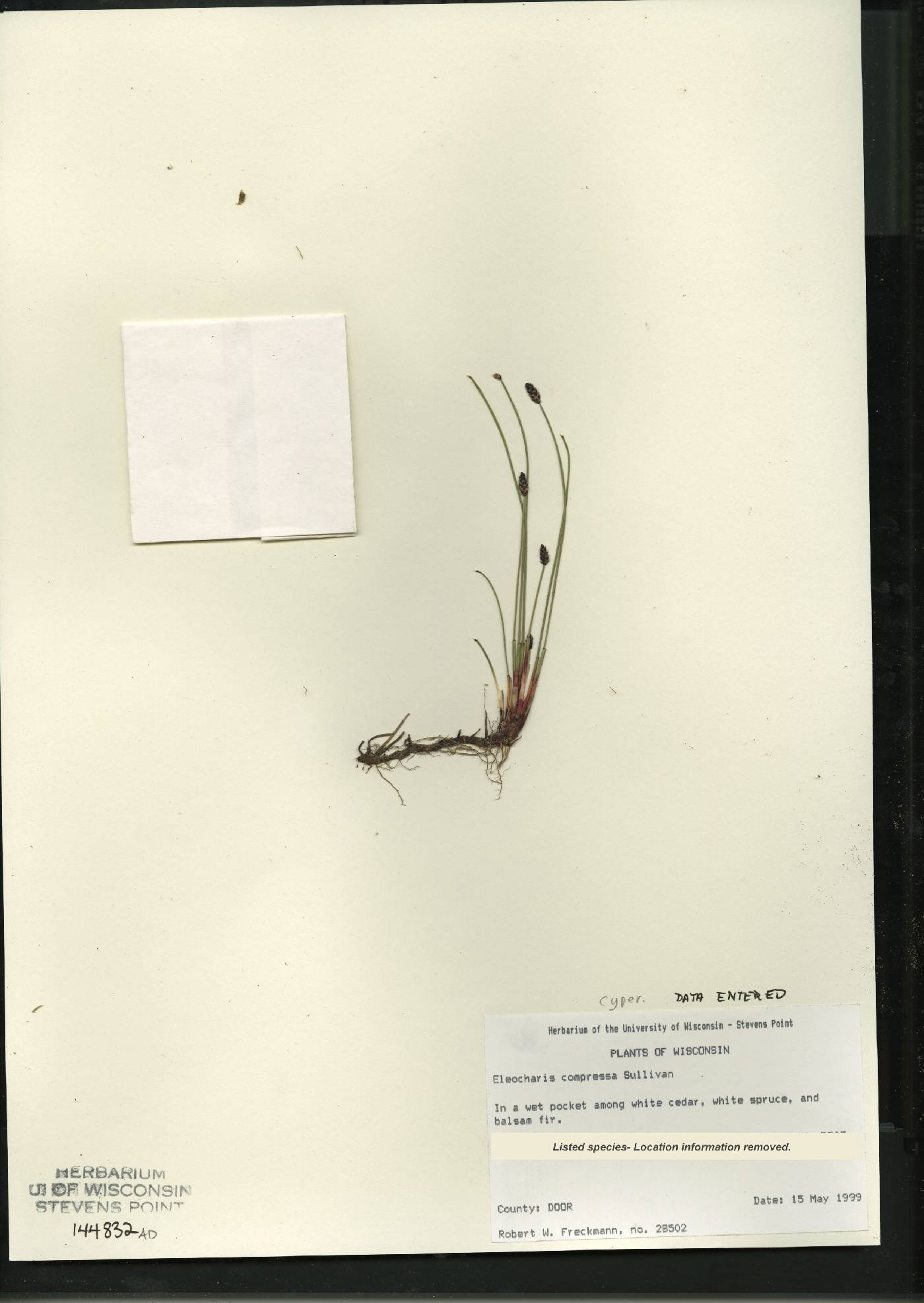 Eleocharis compressa var. compressa image