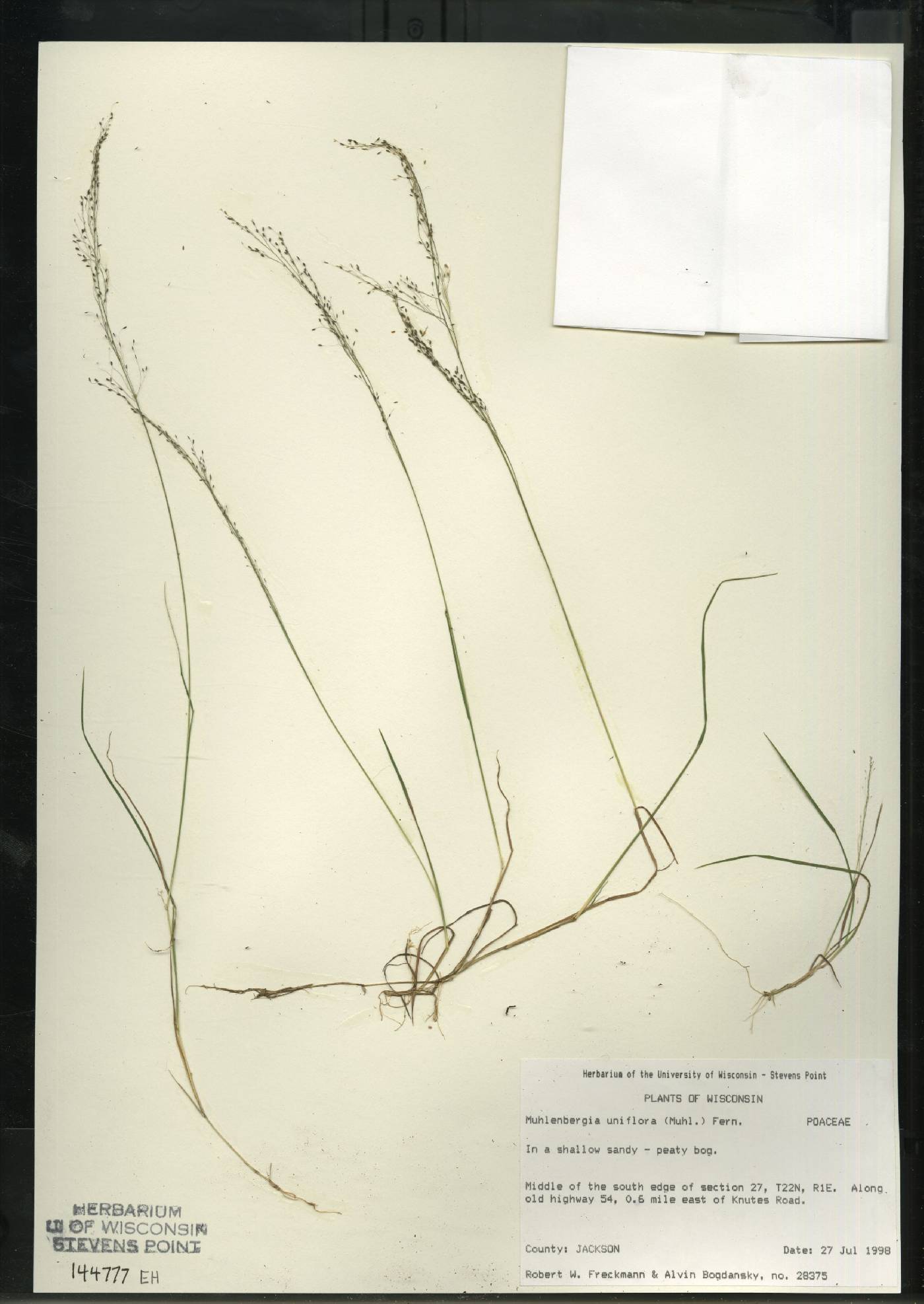 Muhlenbergia uniflora image
