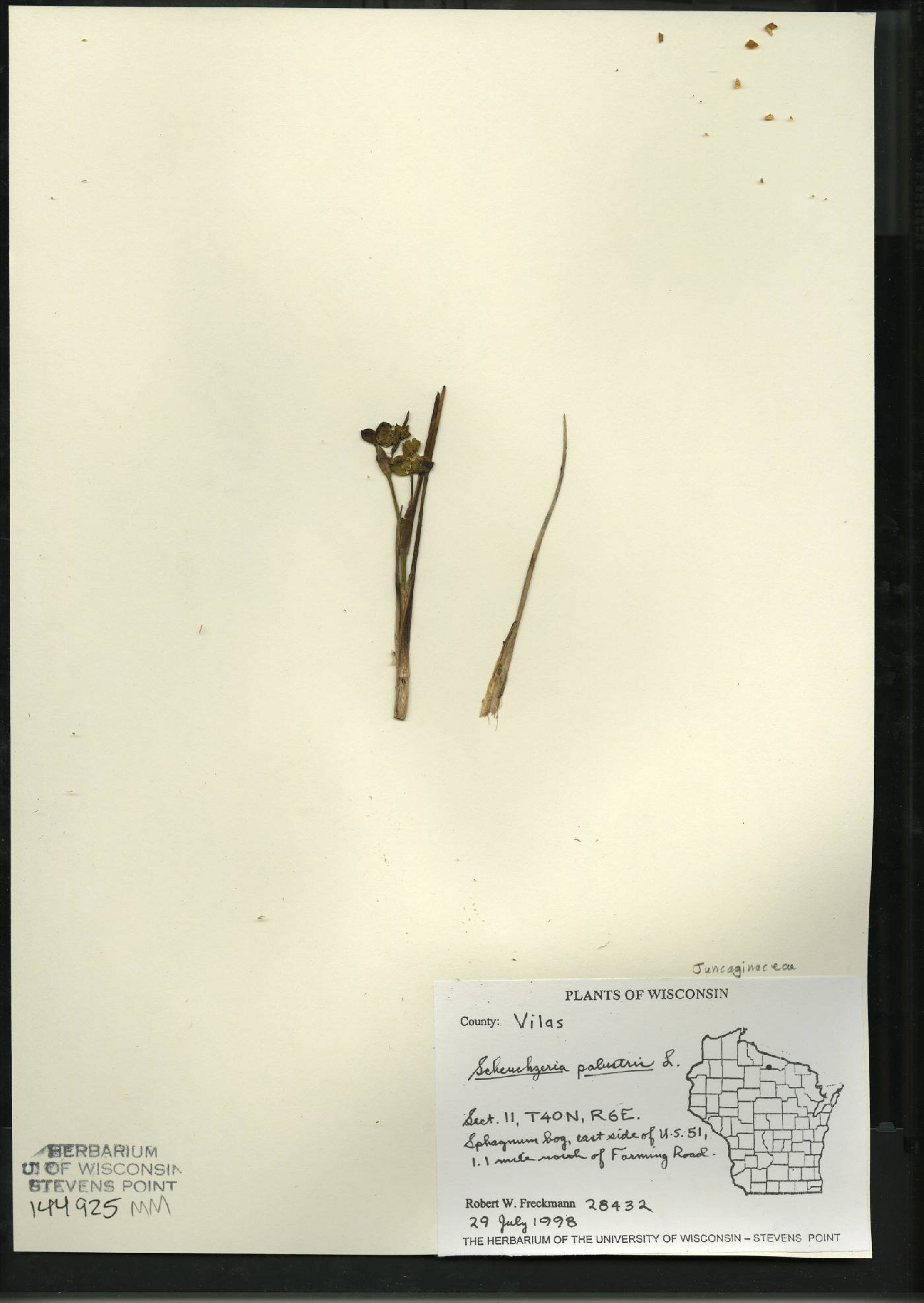 Scheuchzeria palustris image