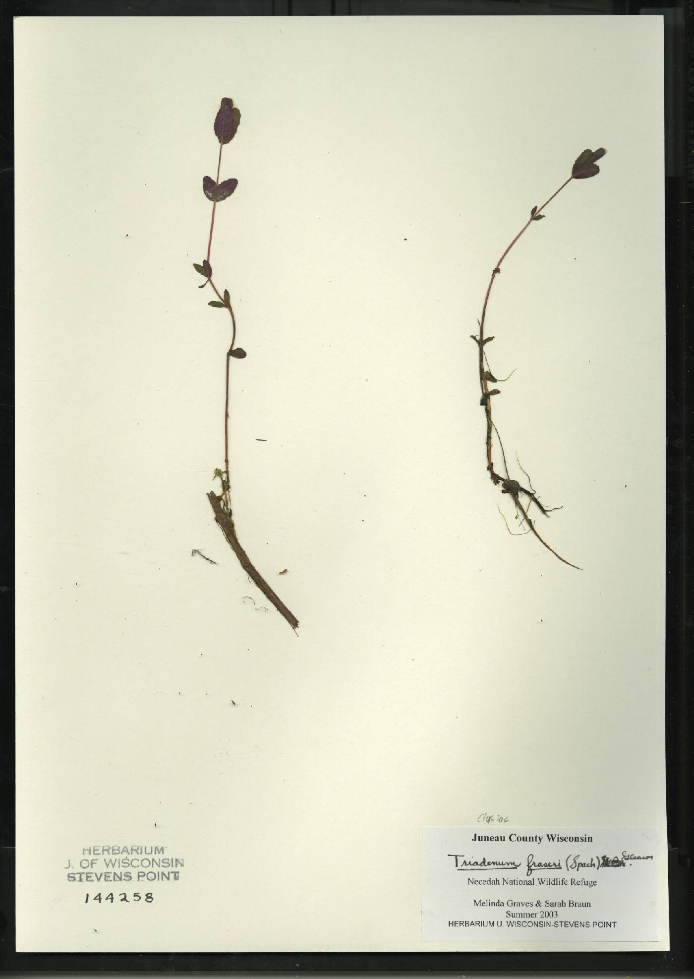 Triadenum fraseri image