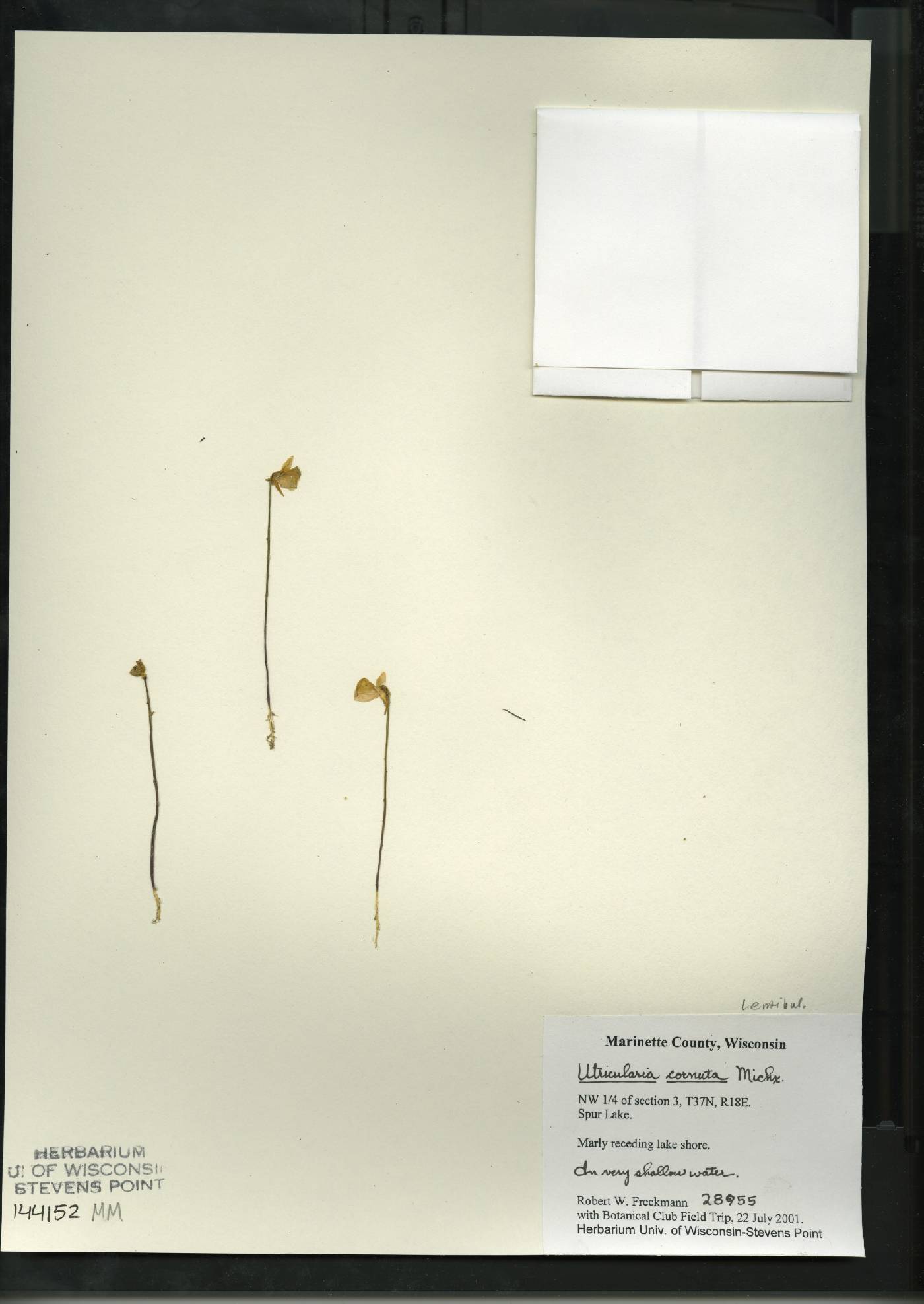 Utricularia cornuta image