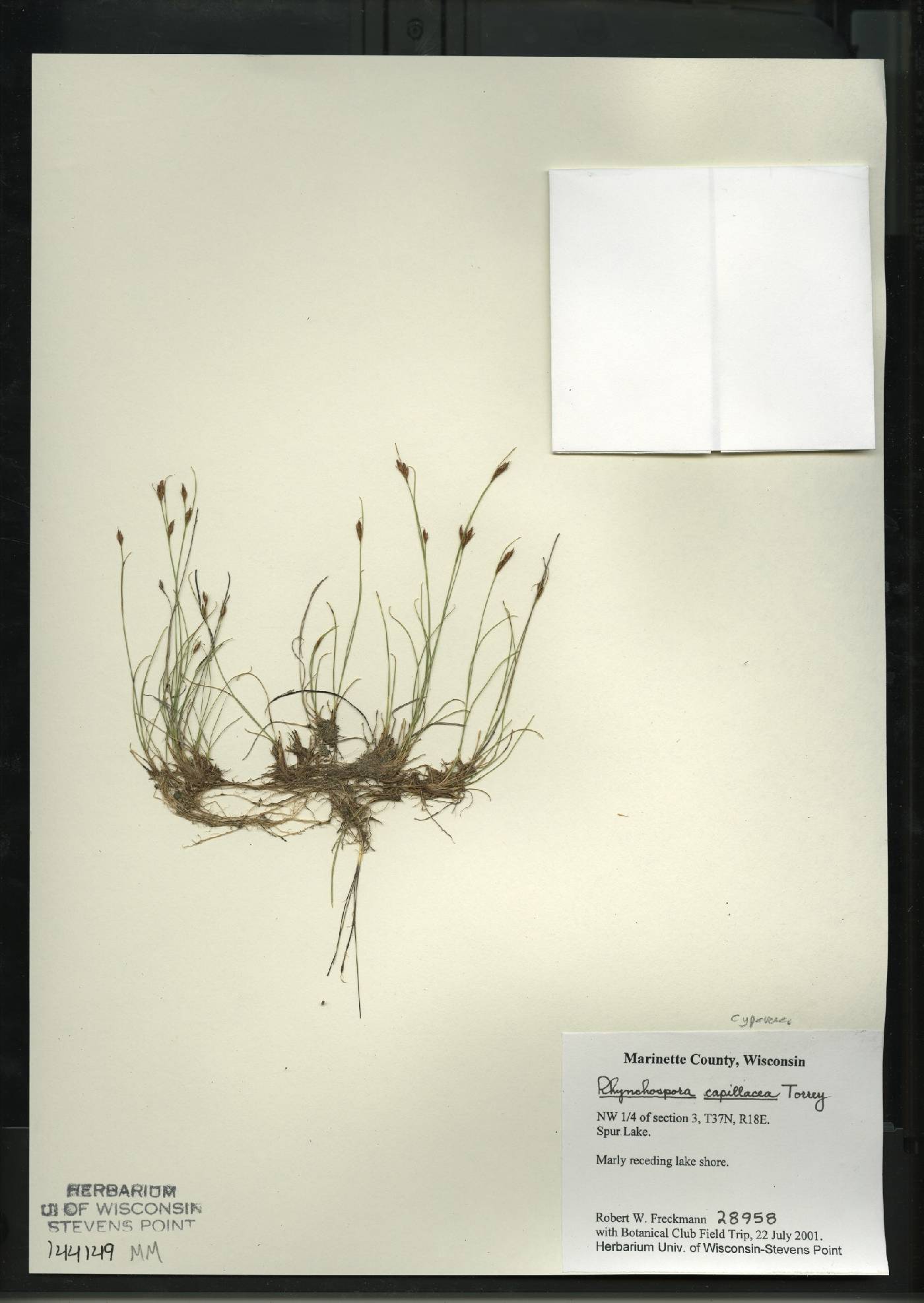 Rhynchospora capillacea image