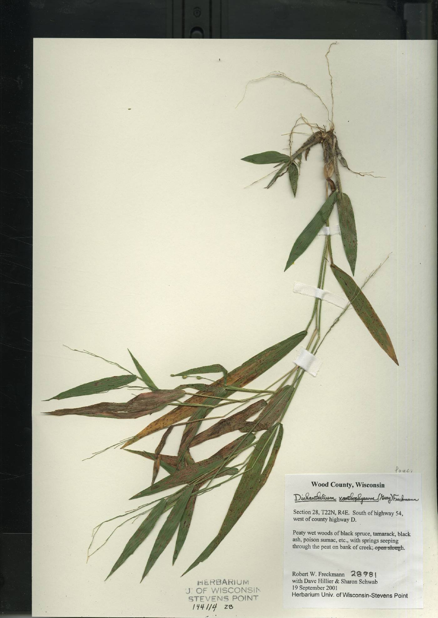 Dichanthelium xanthophysum image
