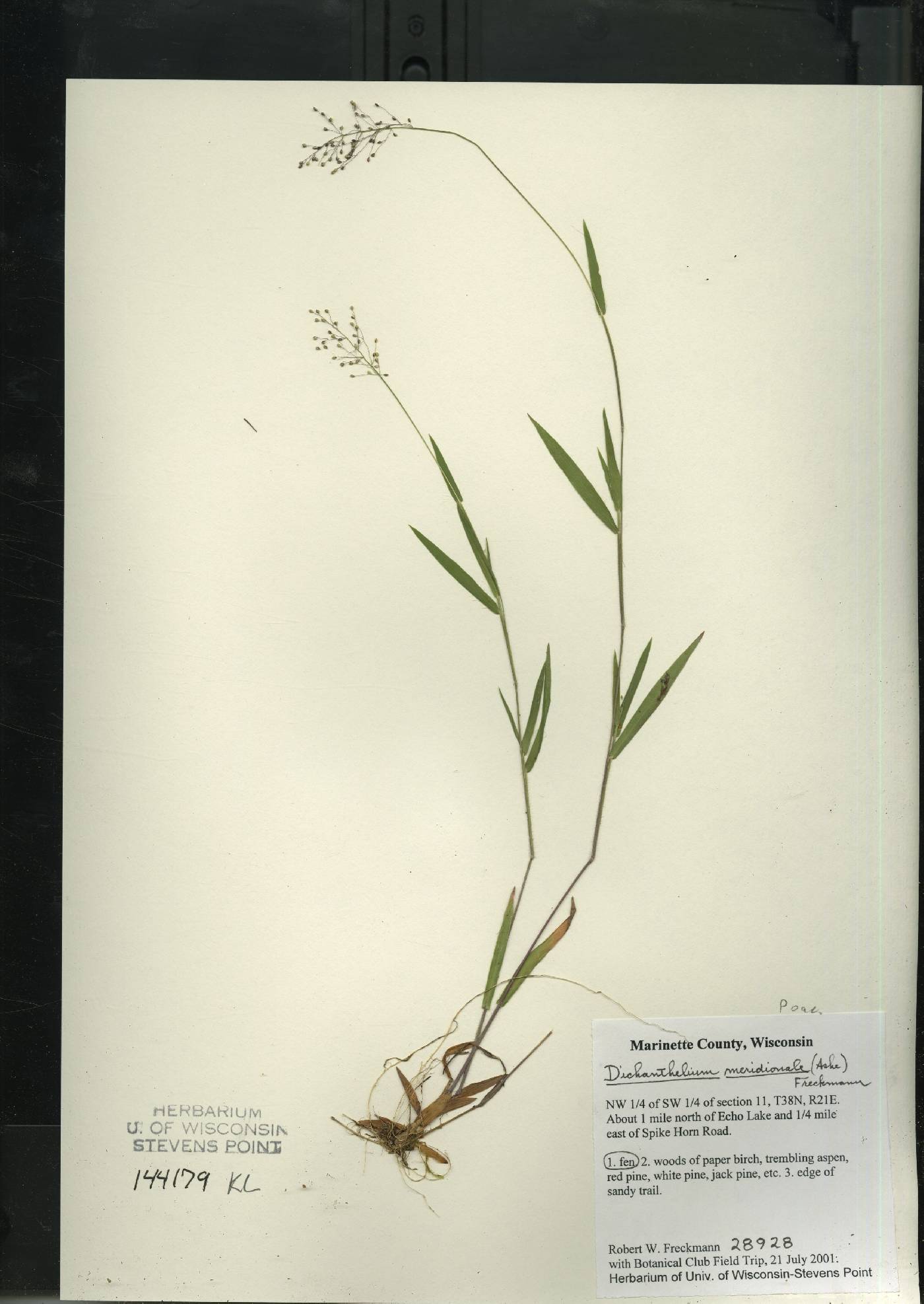 Dichanthelium meridionale image