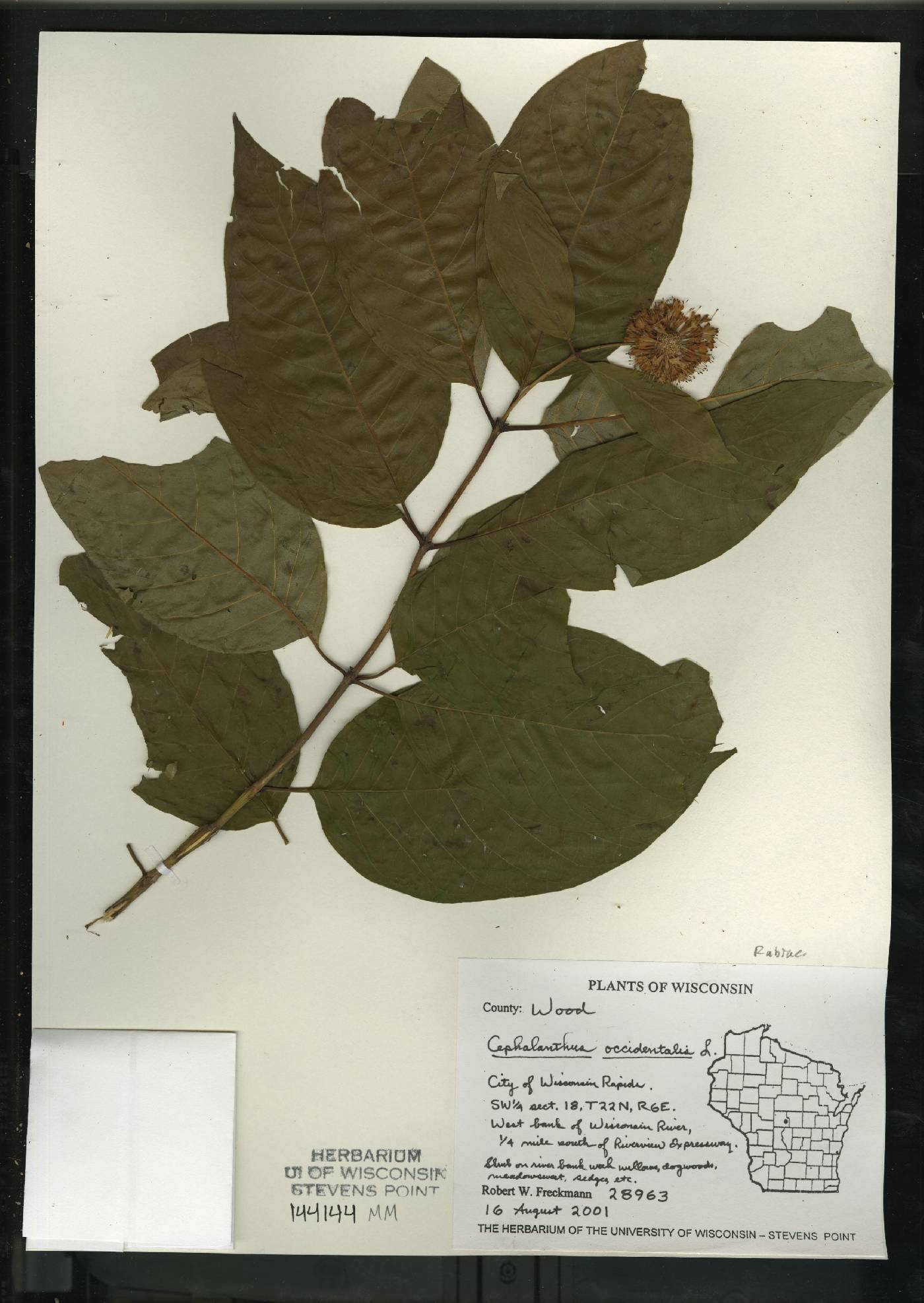 Cephalanthus occidentalis image