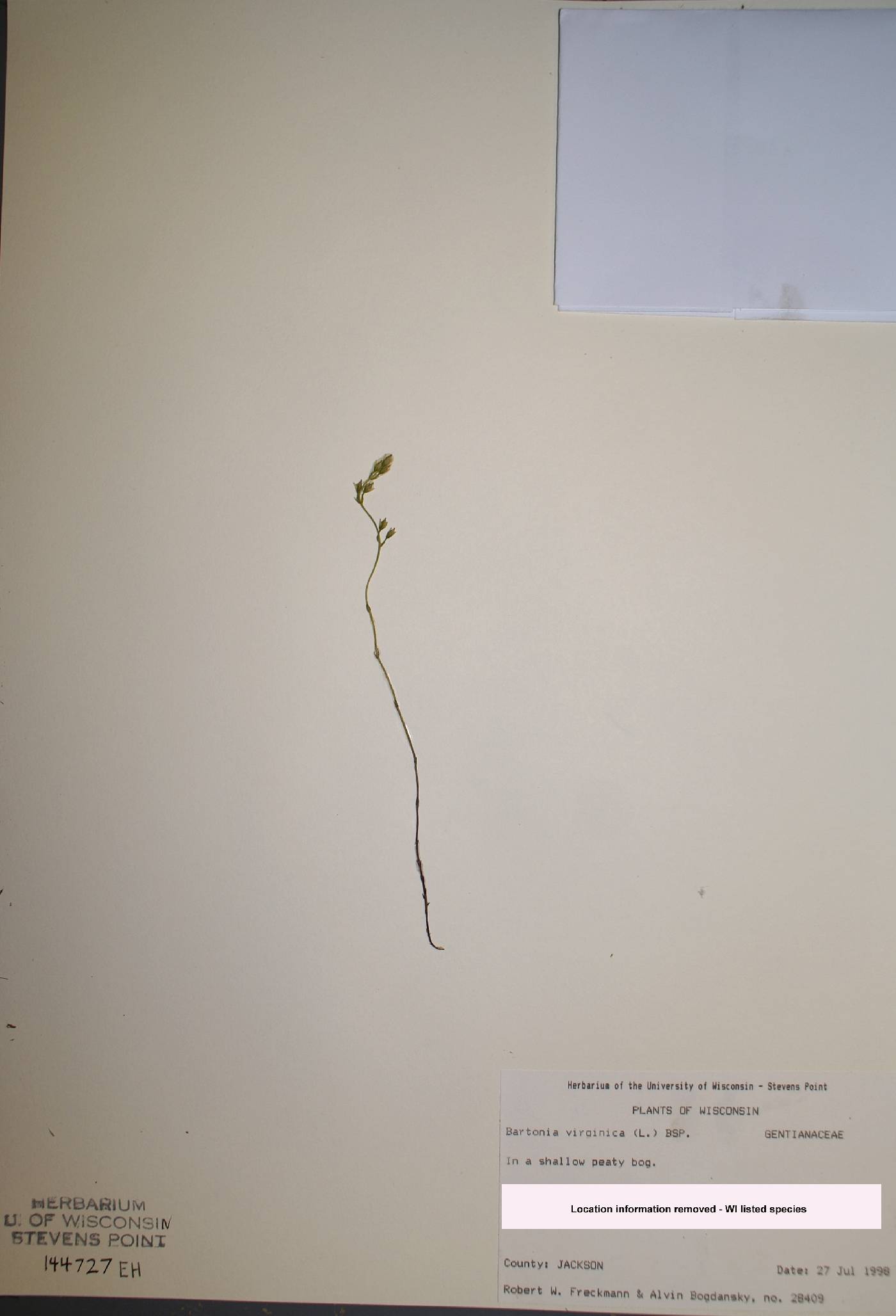 Bartonia virginica image