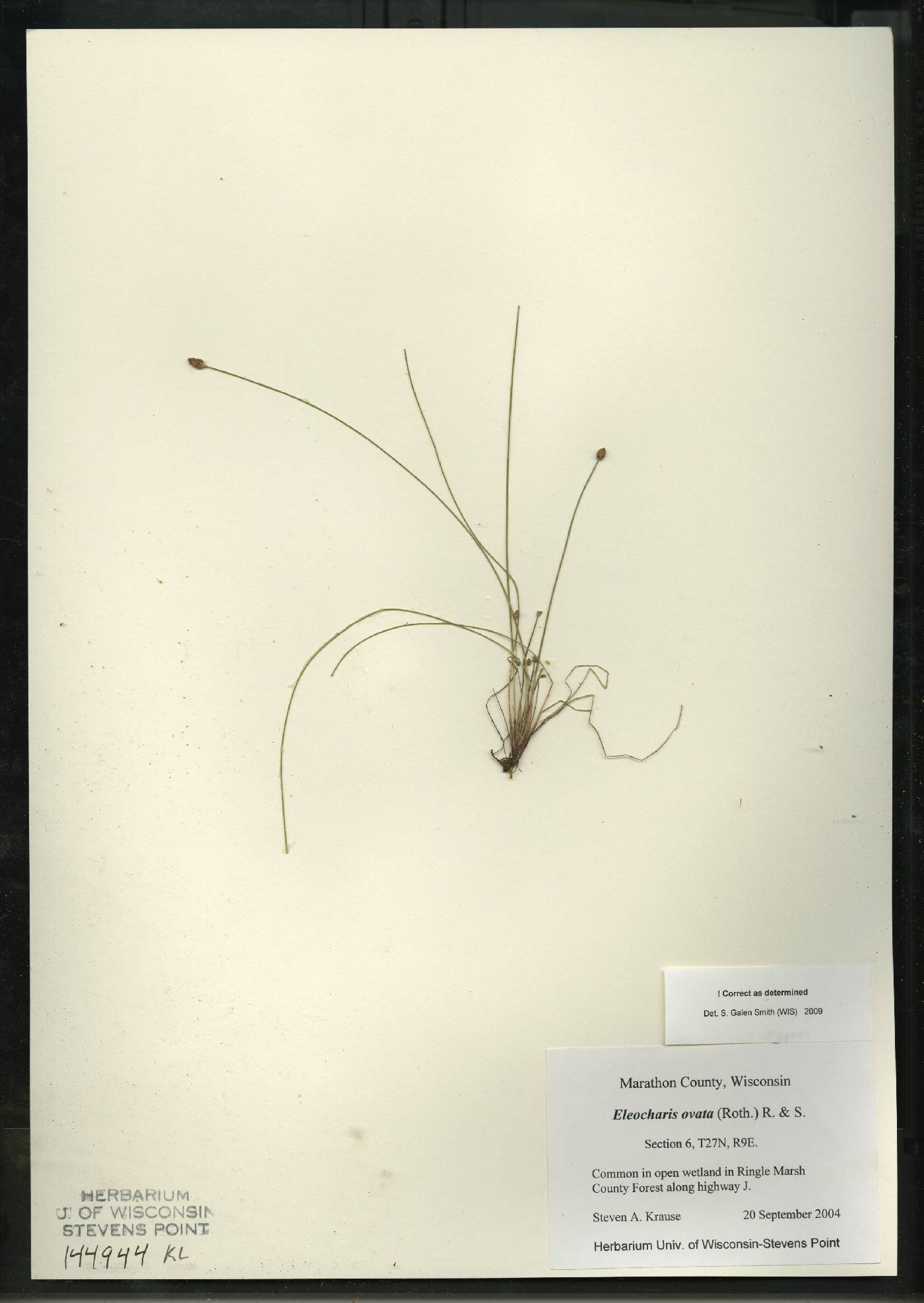 Eleocharis ovata image