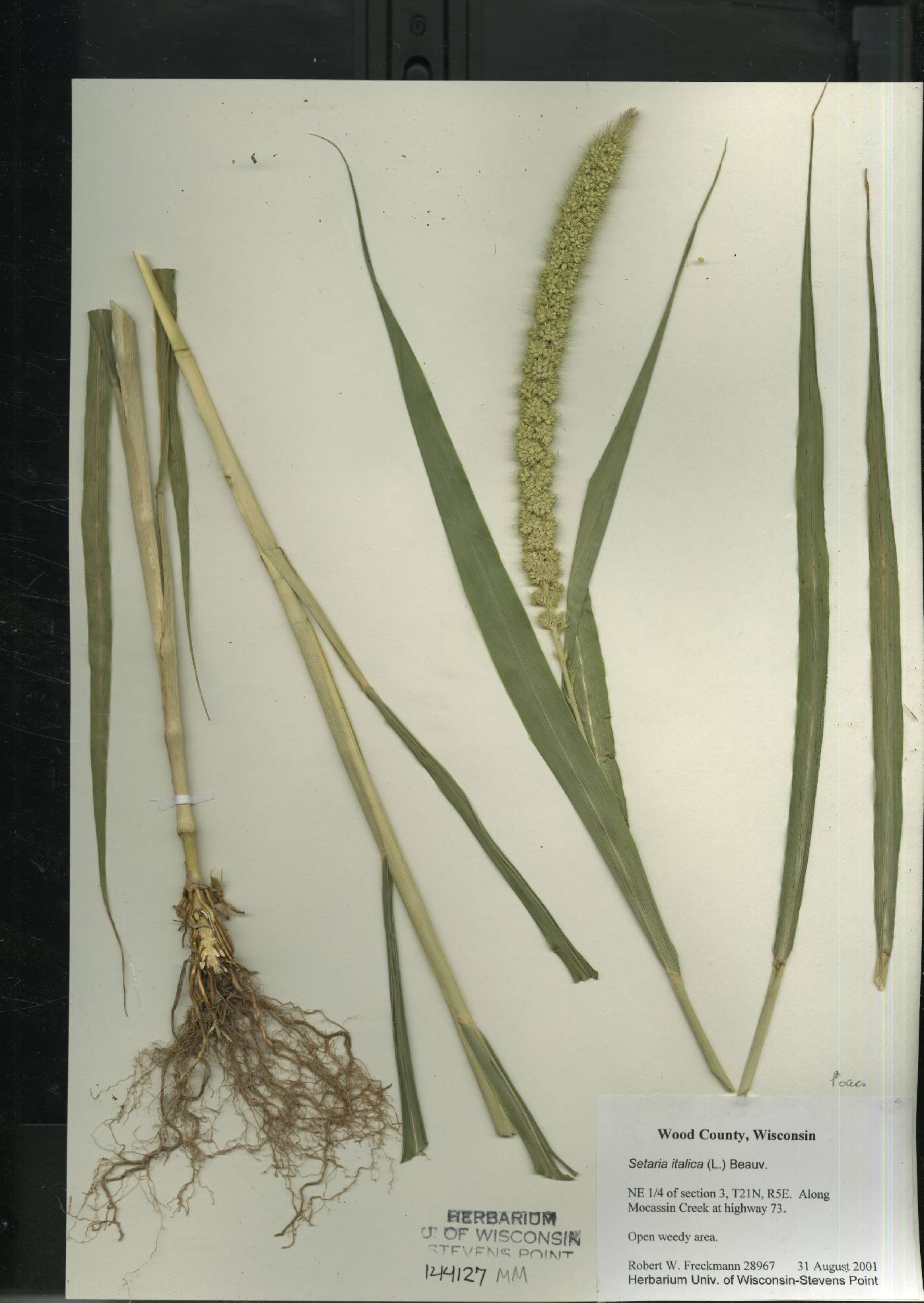 Setaria italica image
