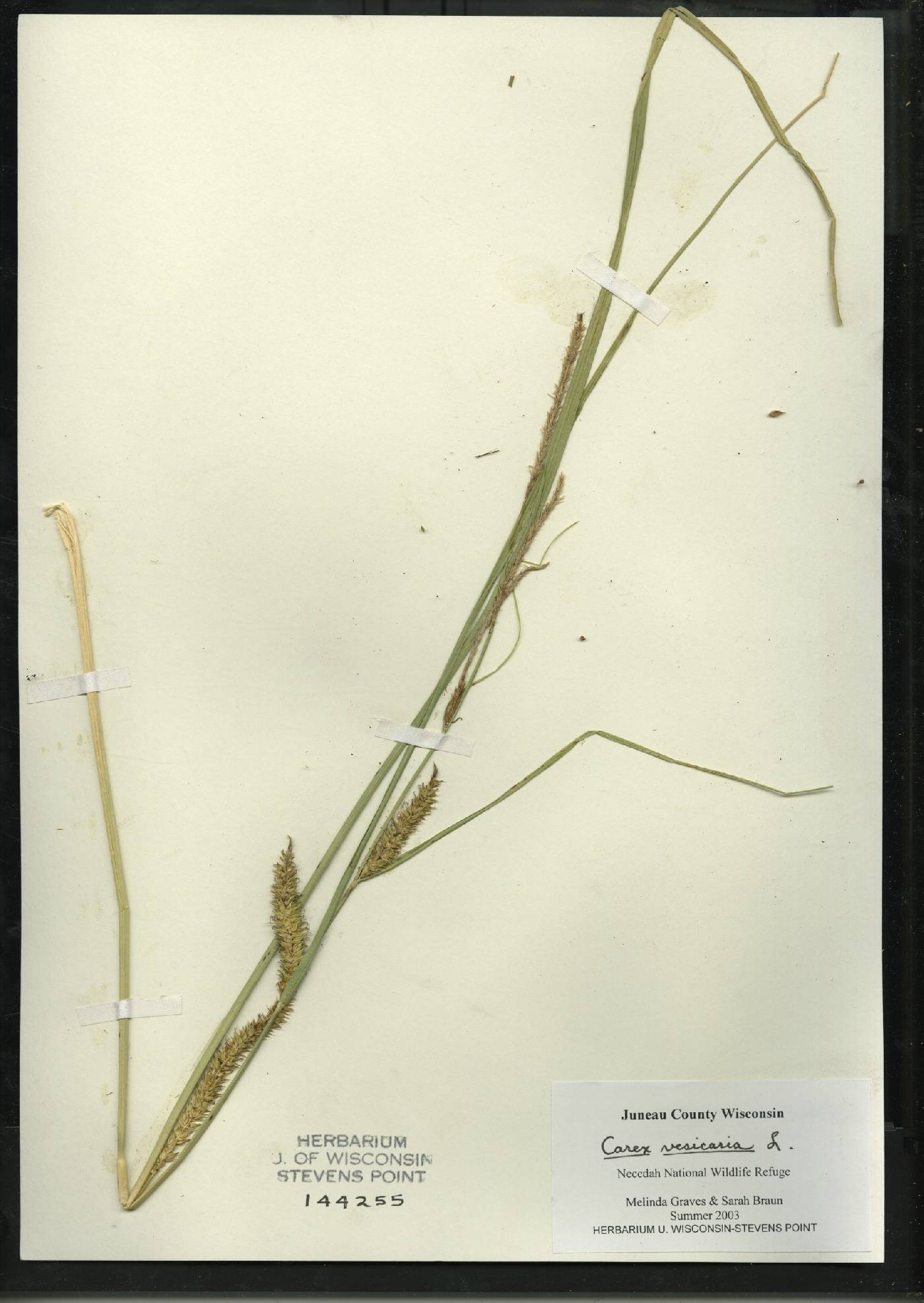 Carex vesicaria image