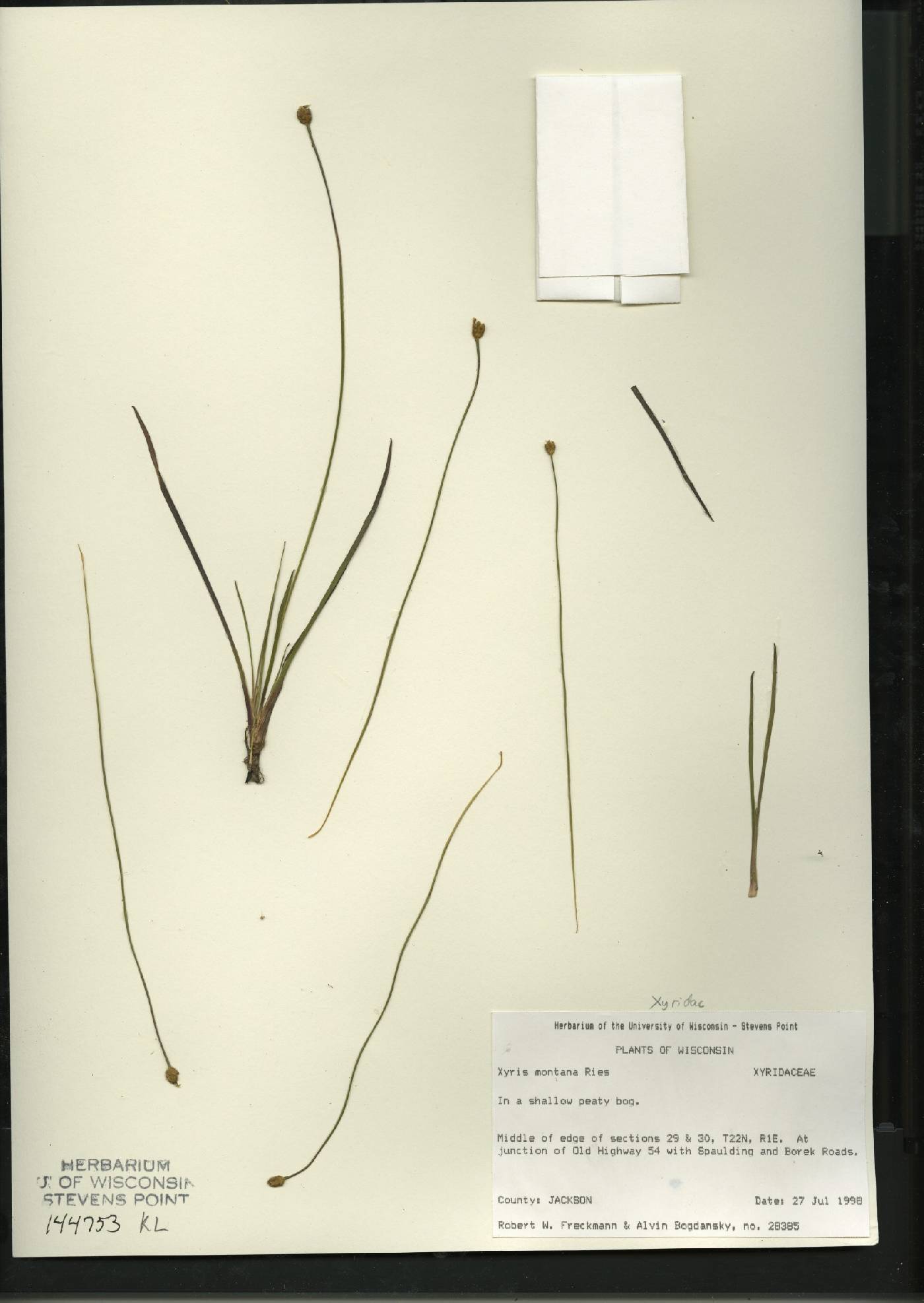 Xyris montana image