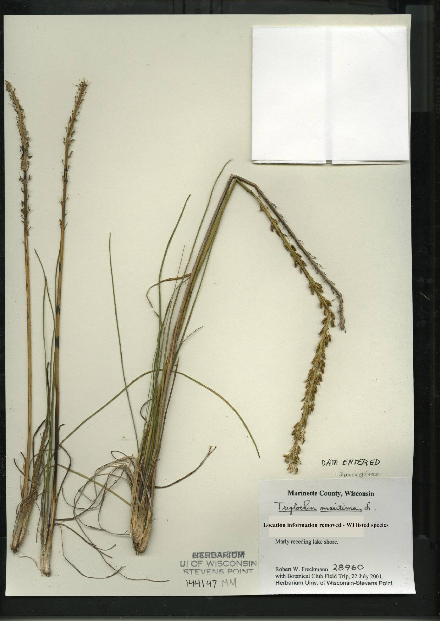 Triglochin maritima image