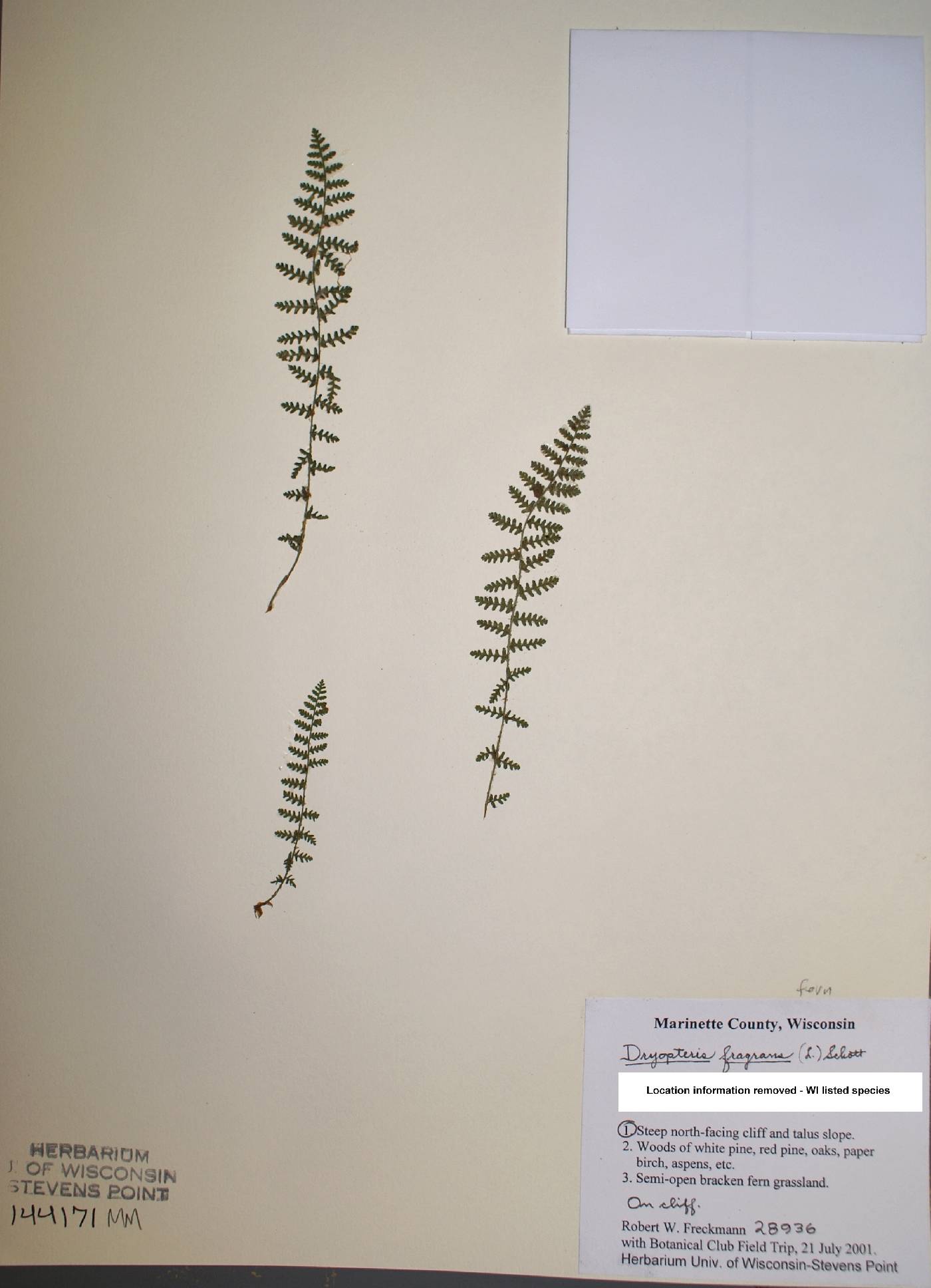 Dryopteris fragrans image