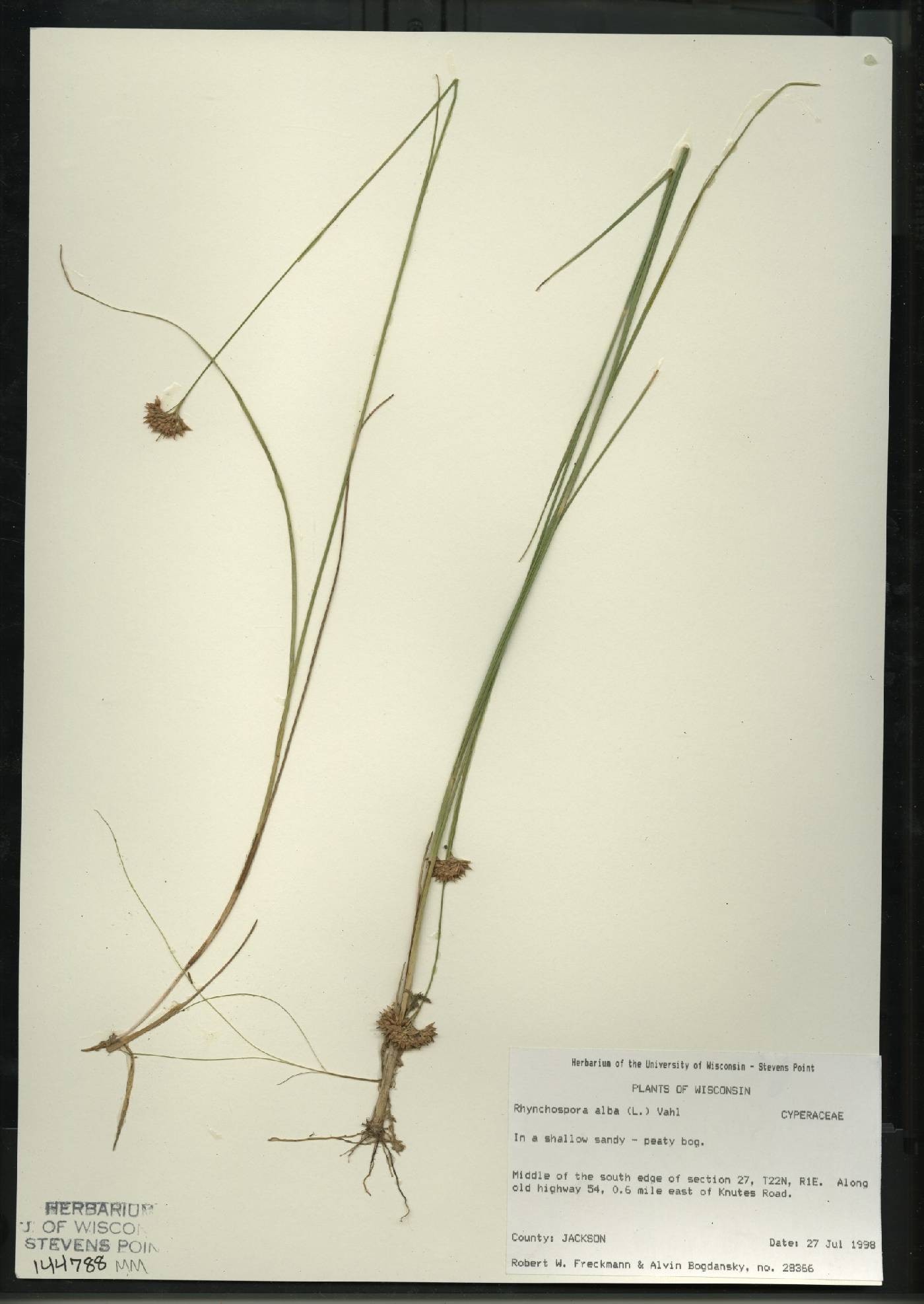 Rhynchospora alba image