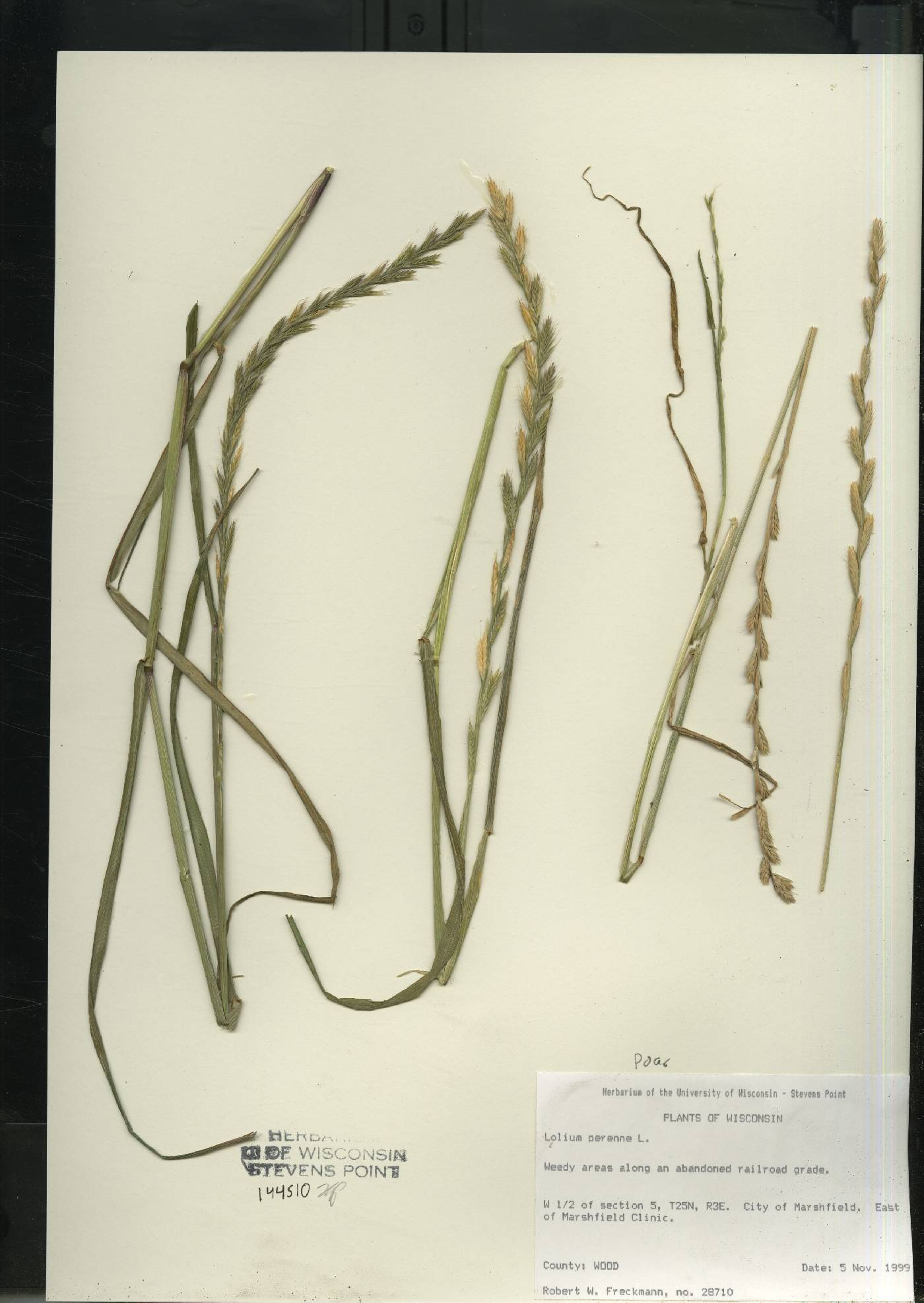 Lolium perenne subsp. multiflorum image