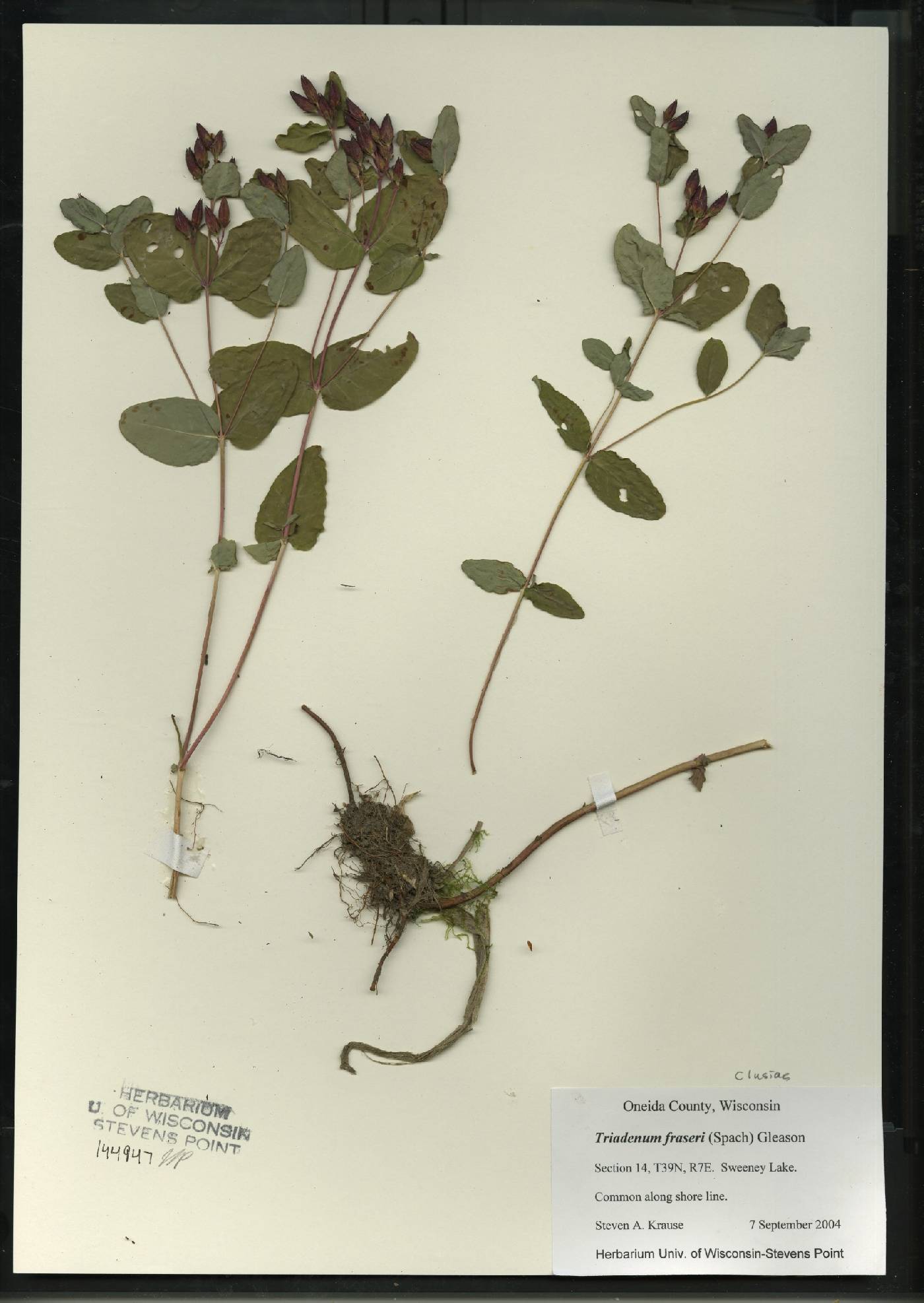 Triadenum fraseri image