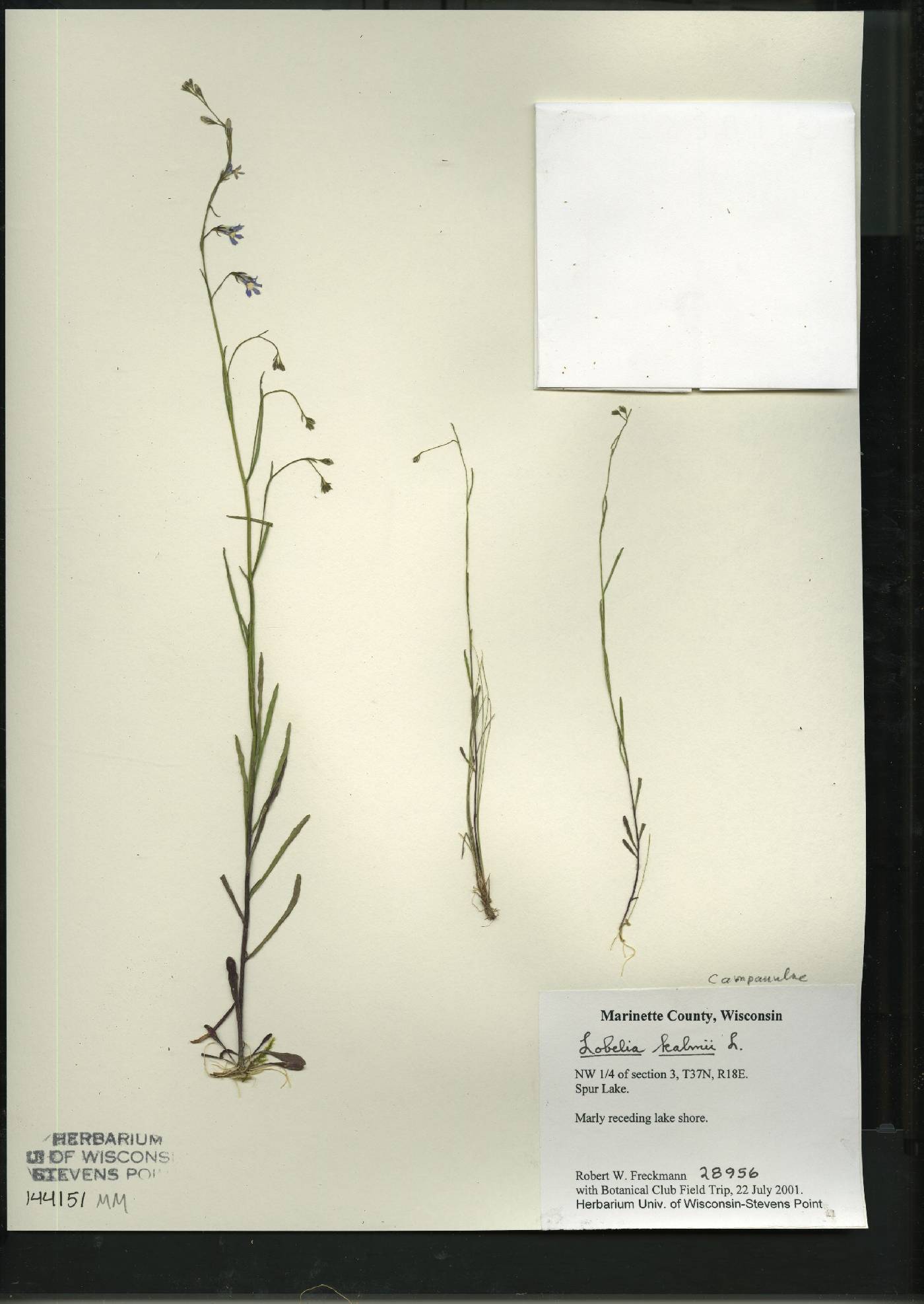 Lobelia kalmii image