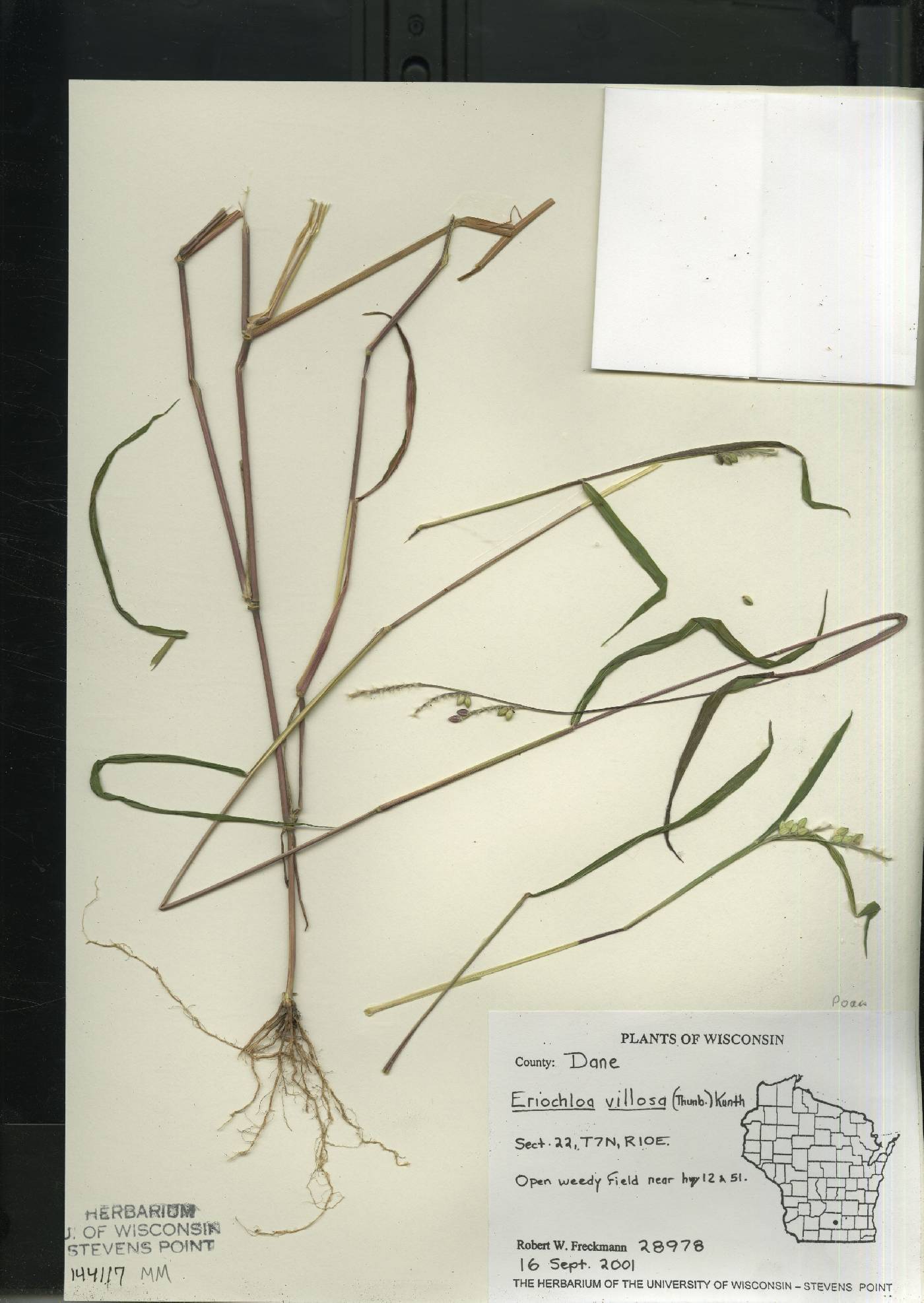 Eriochloa villosa image