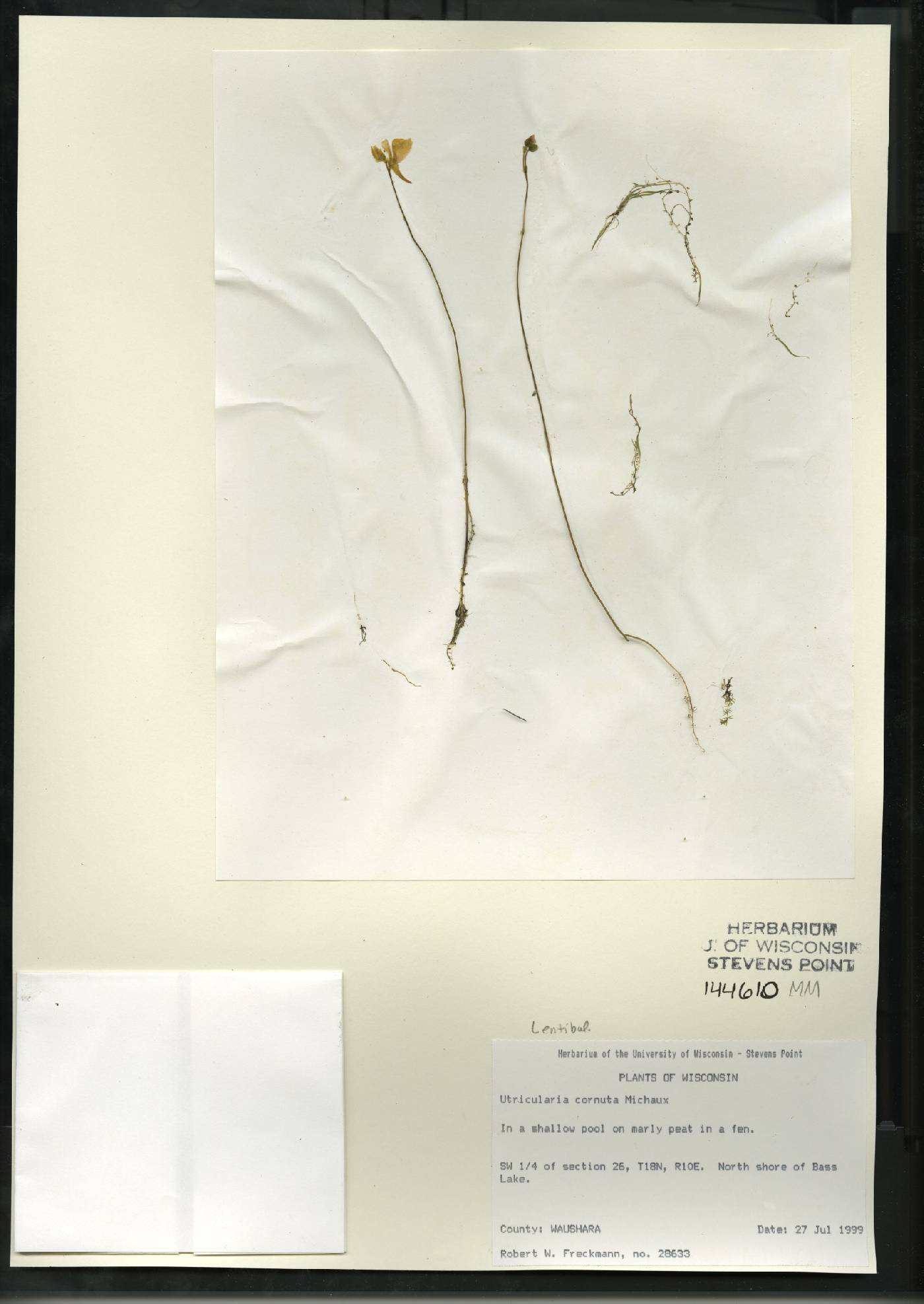 Utricularia cornuta image