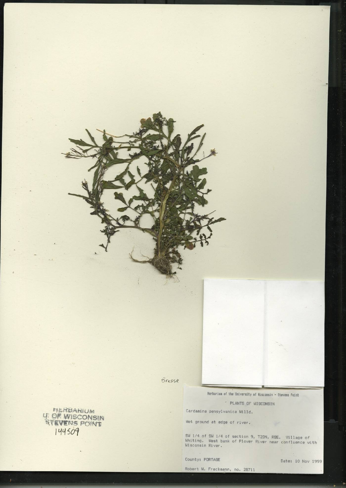 Cardamine pensylvanica image