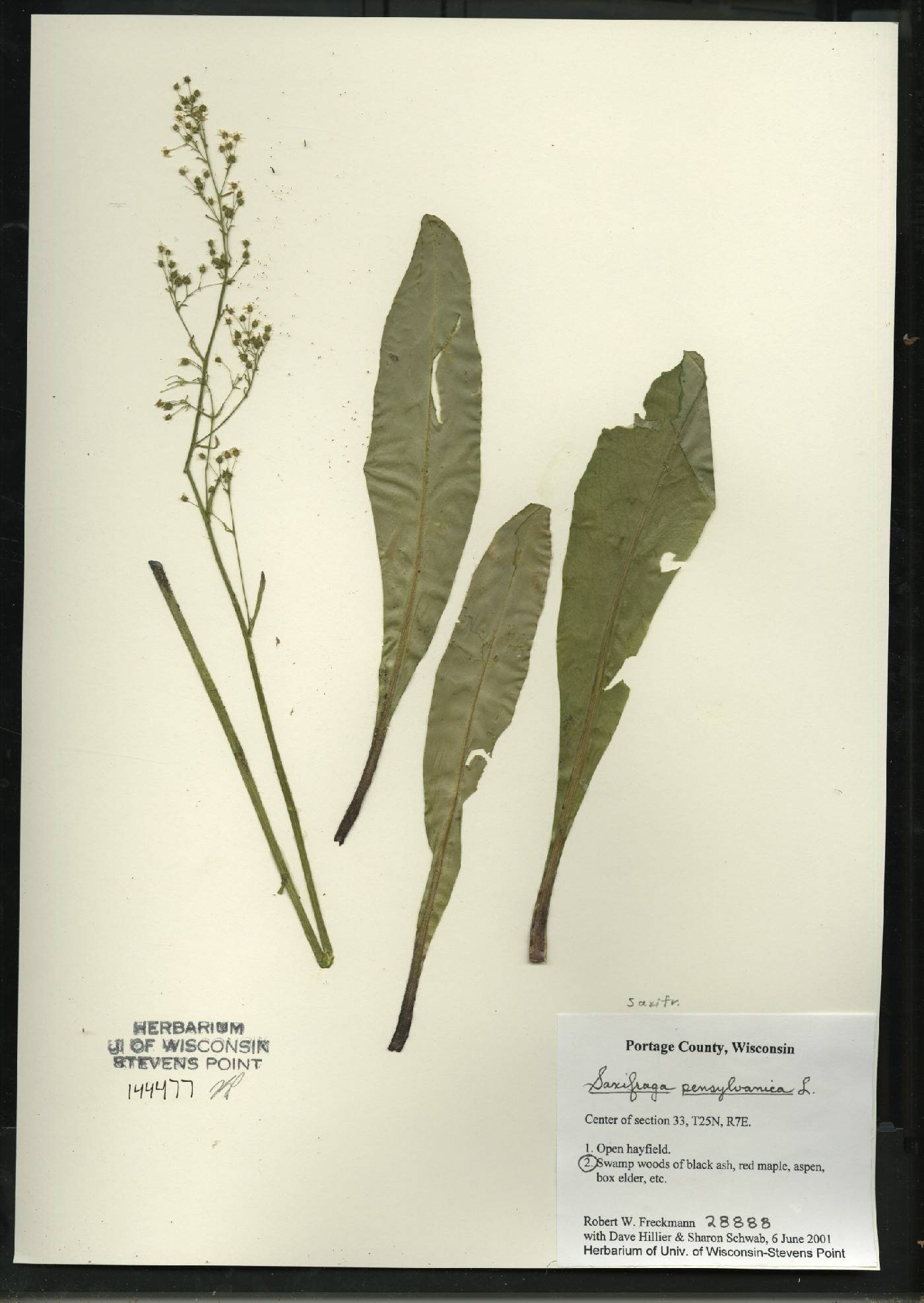 Micranthes pensylvanica image