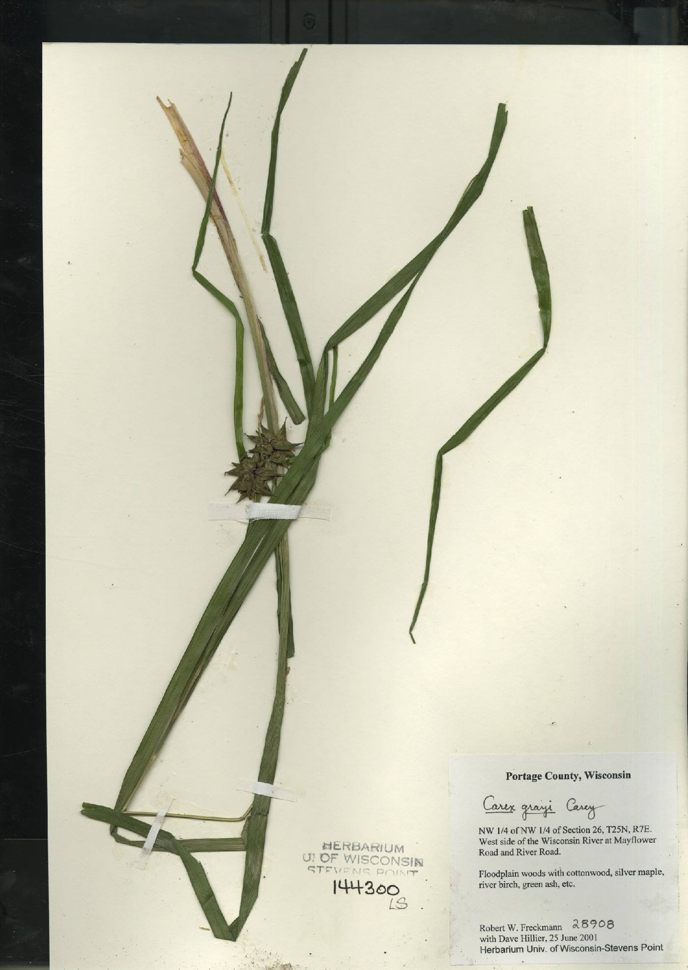 Carex grayi image