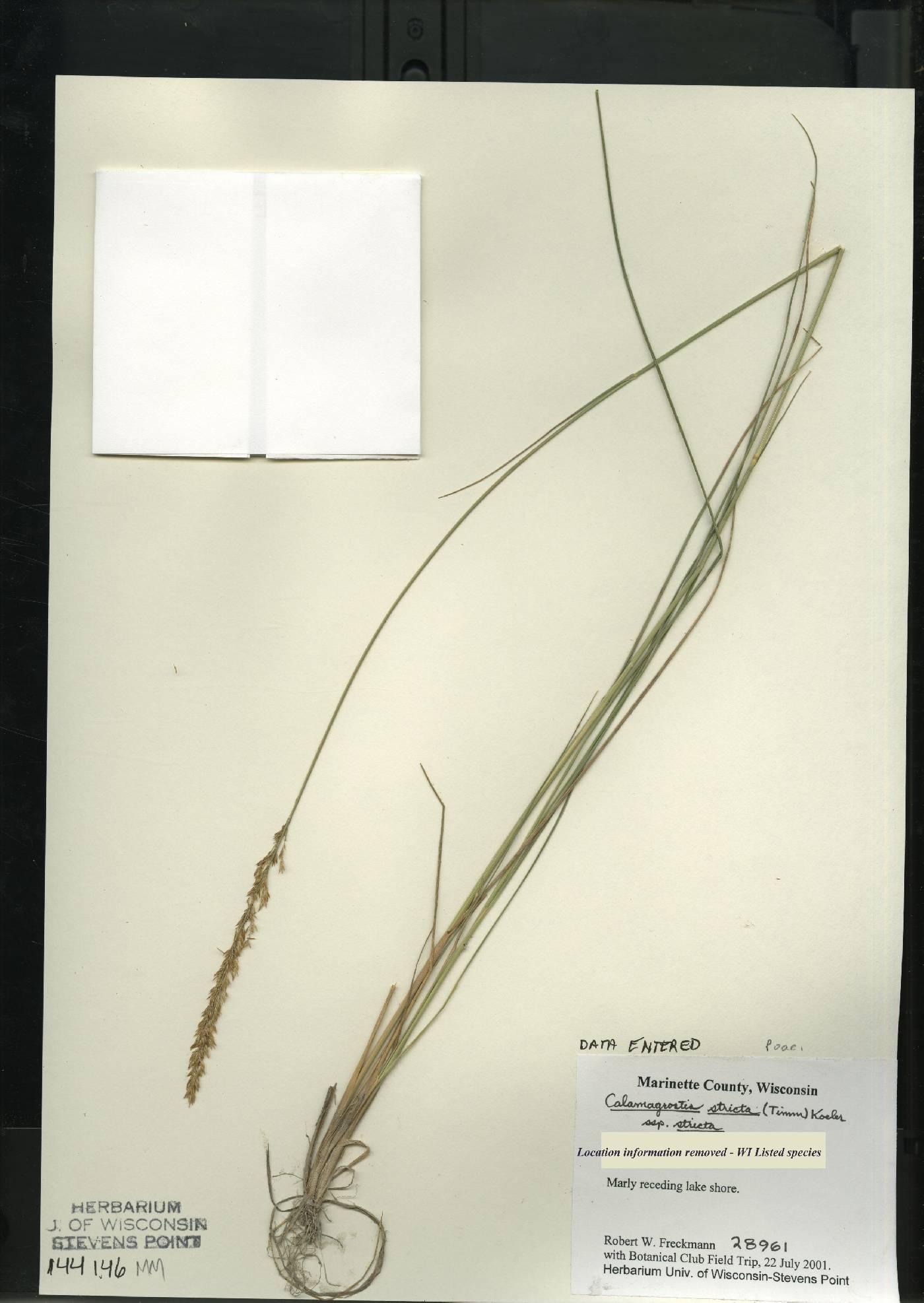 Calamagrostis stricta subsp. stricta image