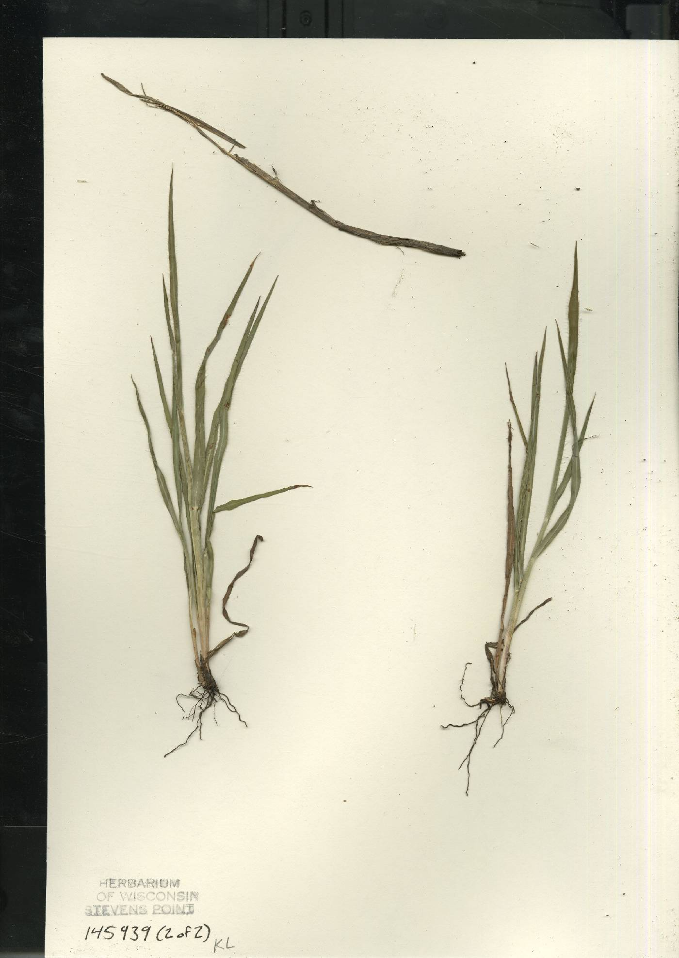 Paspalum setaceum var. stramineum image