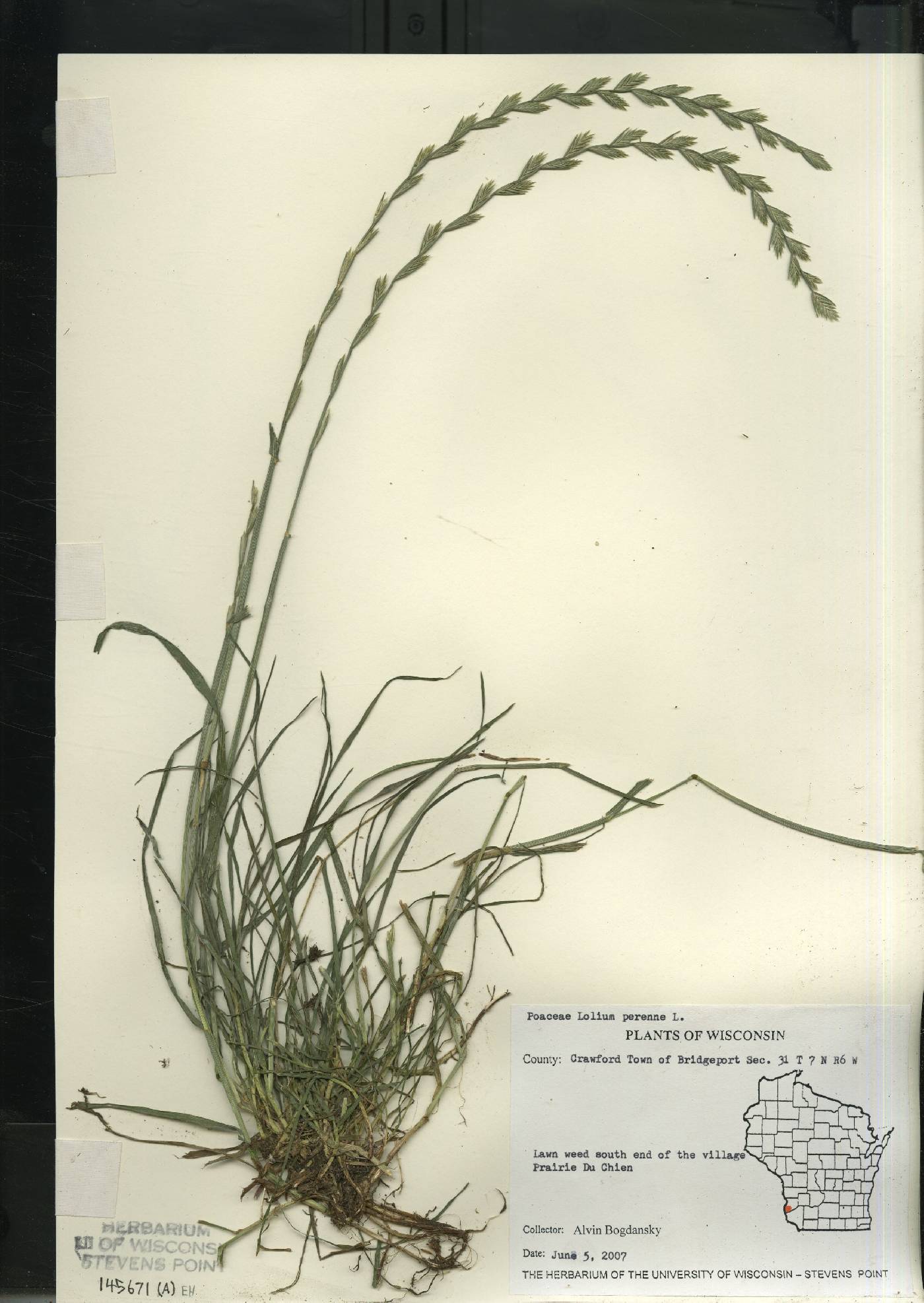 Lolium perenne subsp. multiflorum image
