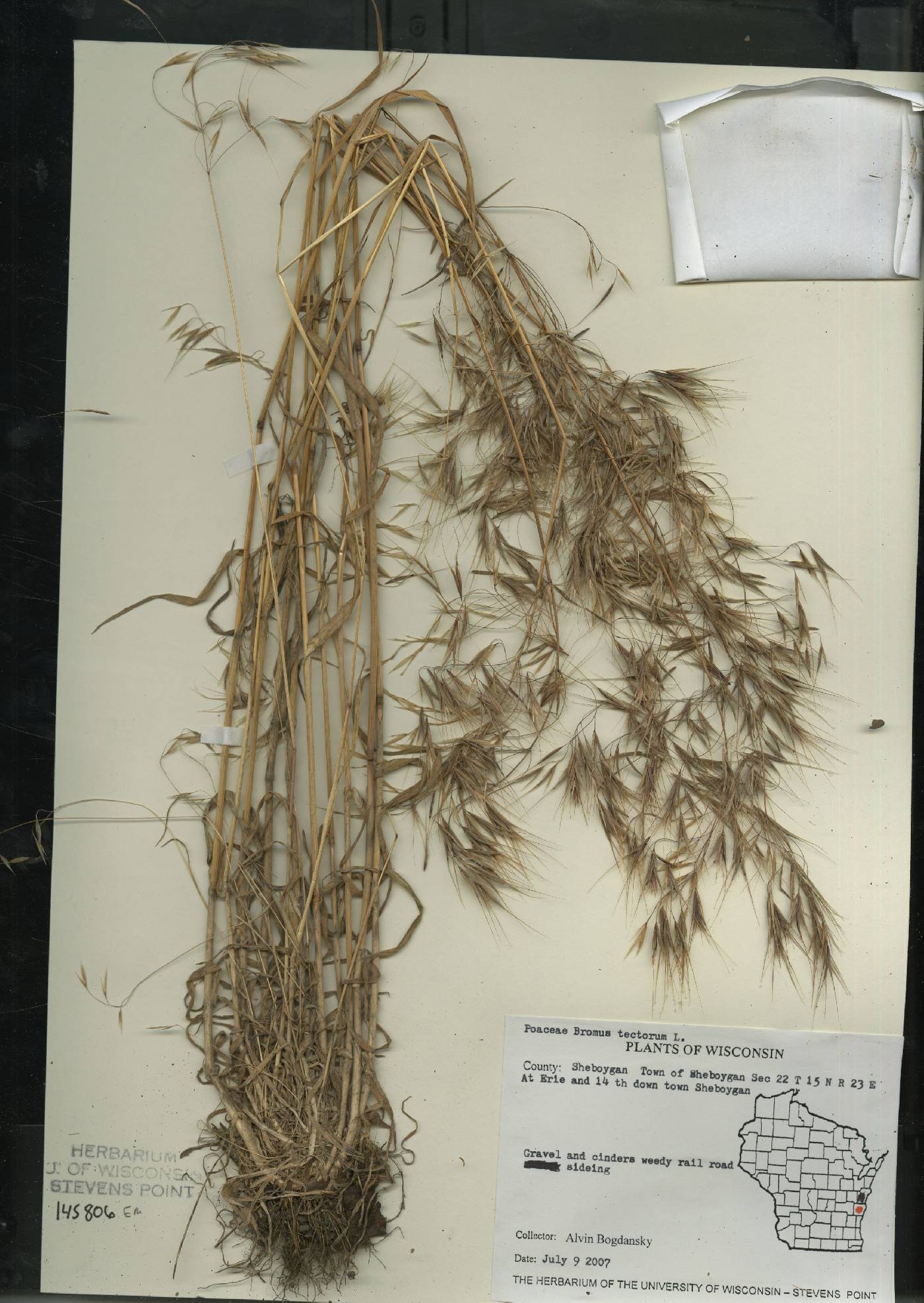 Bromus tectorum image