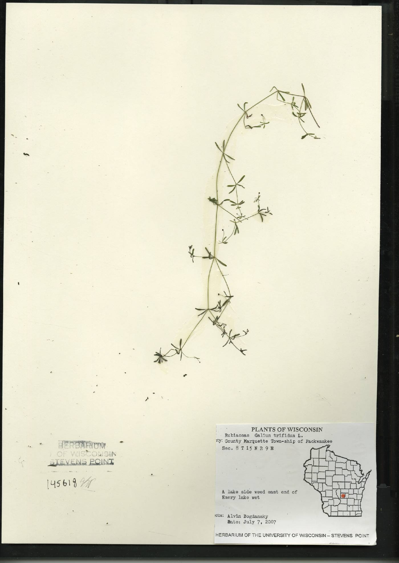 Galium trifidum image
