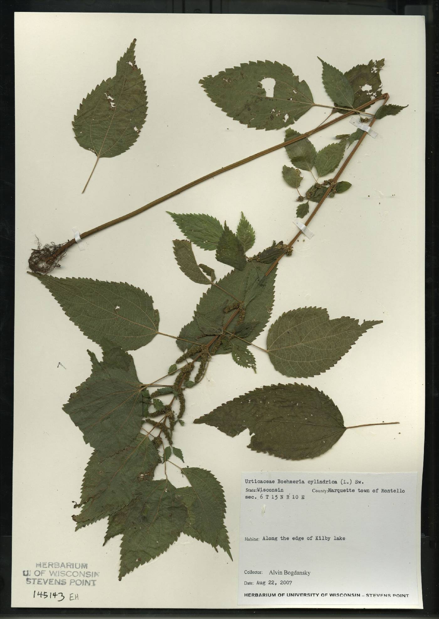 Boehmeria cylindrica image