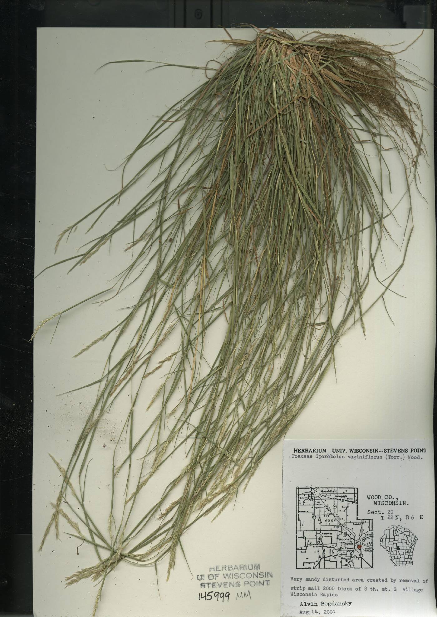 Sporobolus vaginiflorus var. vaginiflorus image