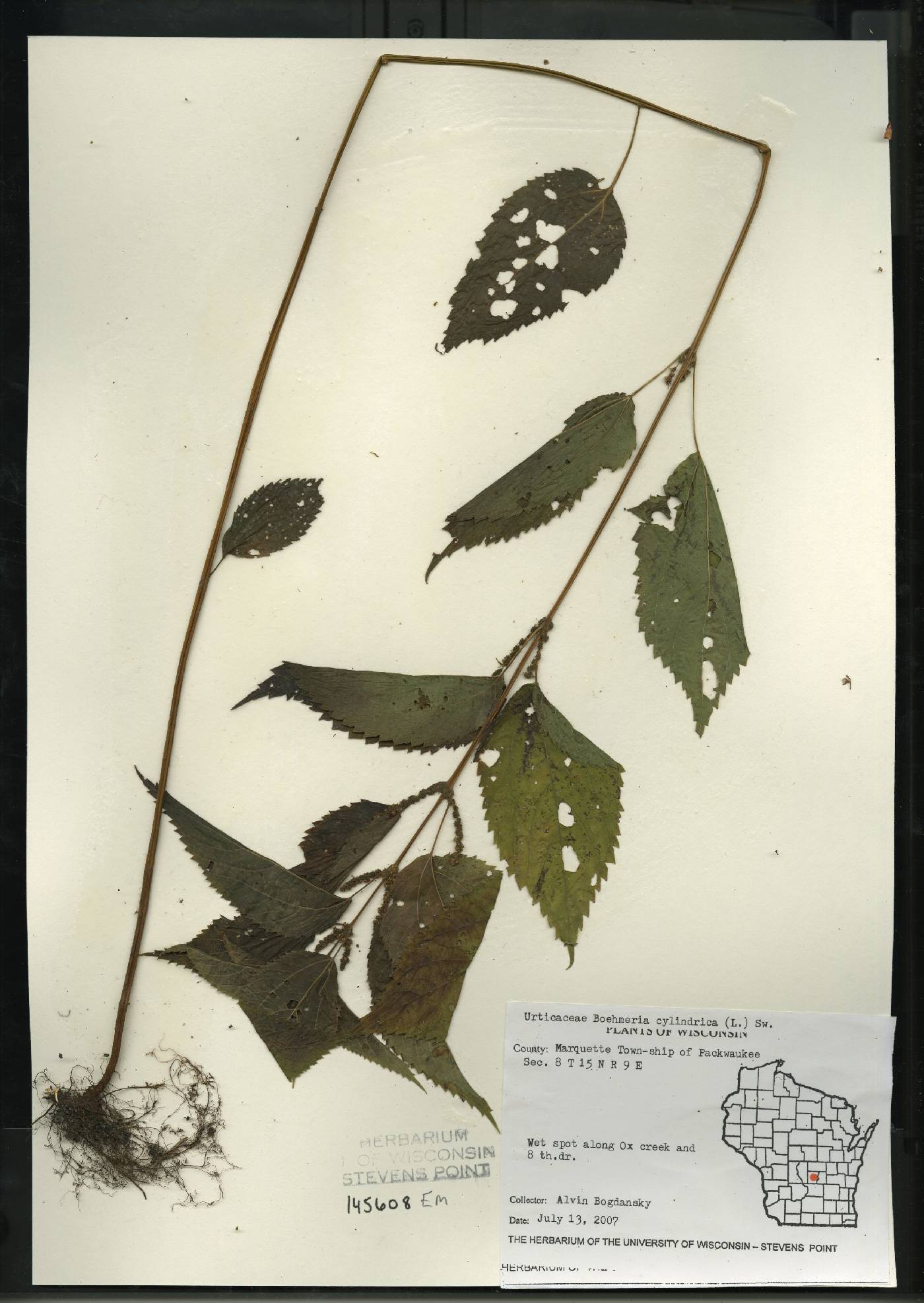 Boehmeria cylindrica image