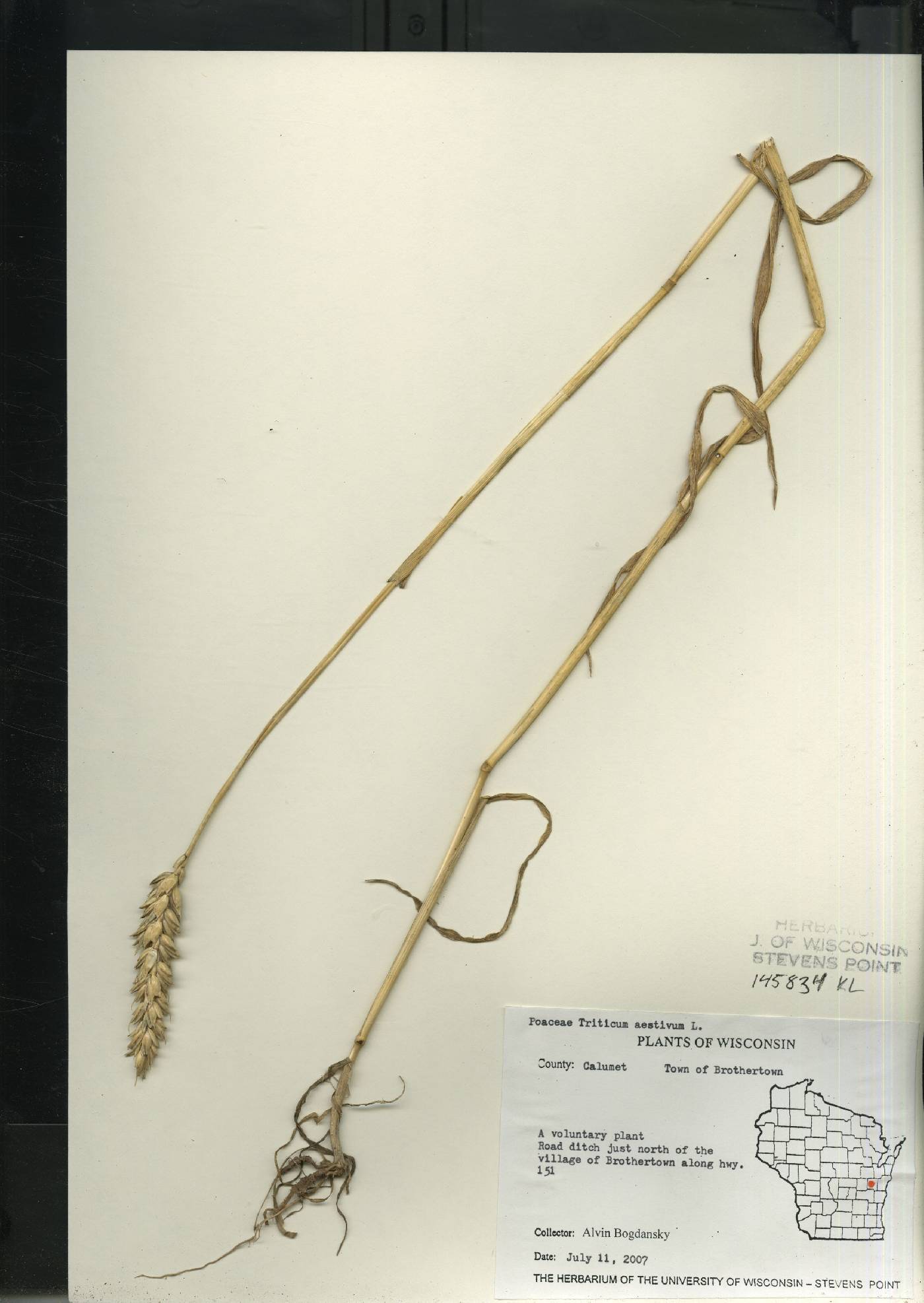 Triticum aestivum image