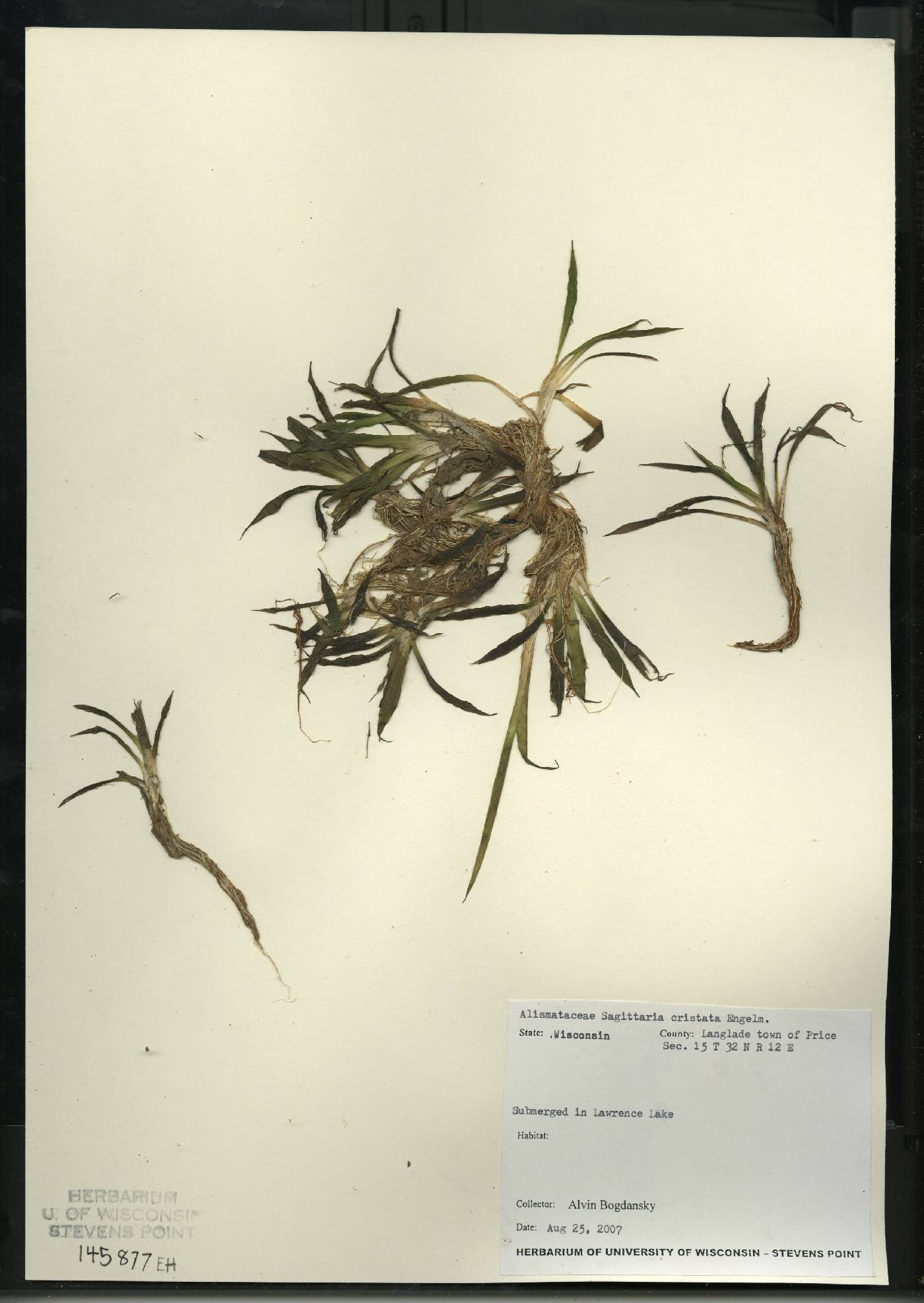 Sagittaria cristata image