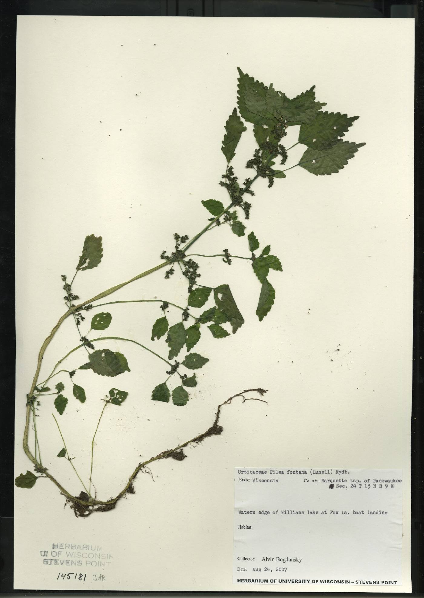 Pilea fontana image