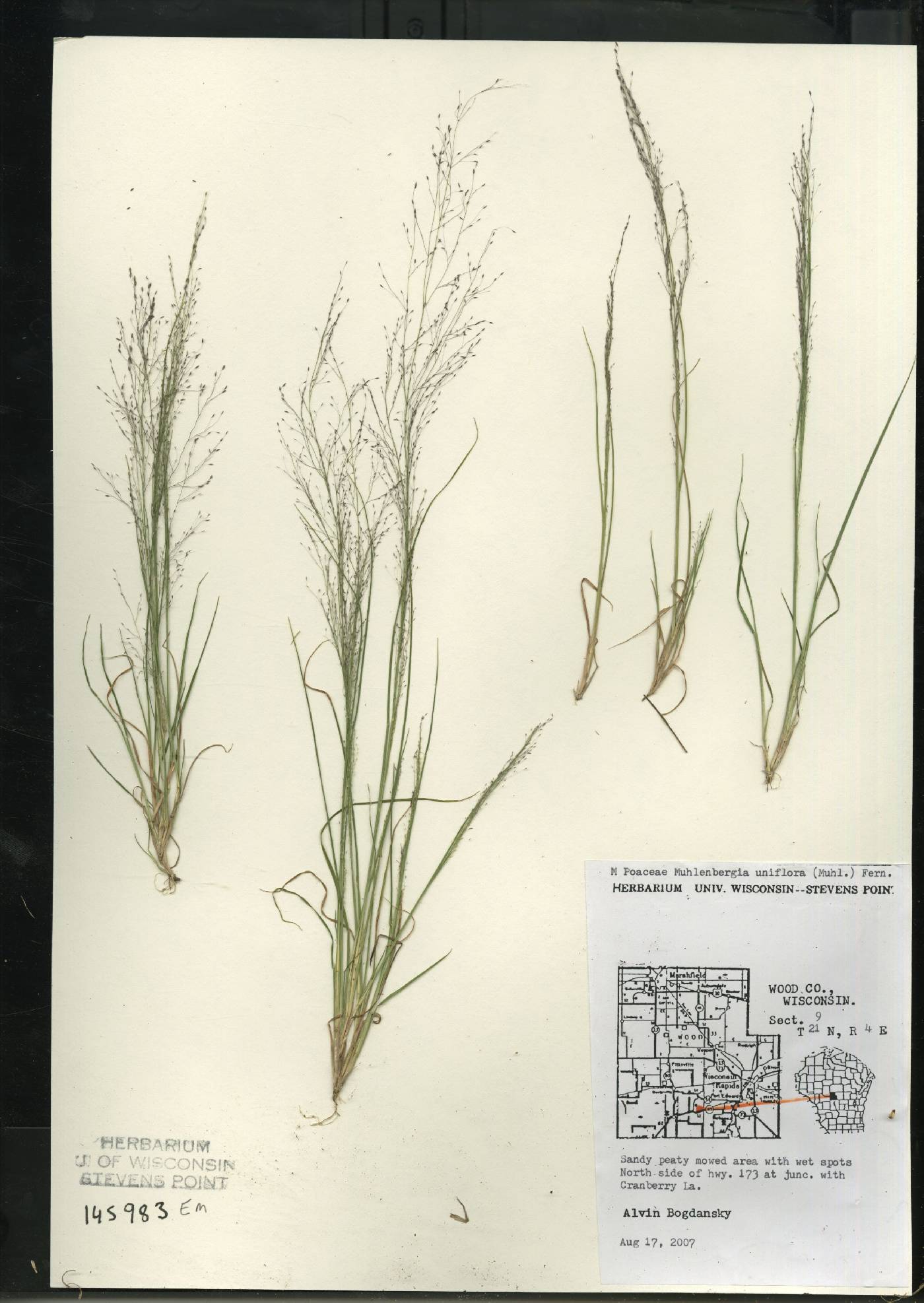 Muhlenbergia uniflora image