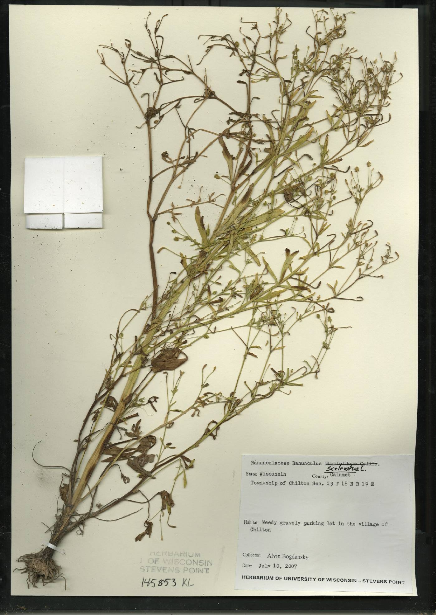 Ranunculus sceleratus image