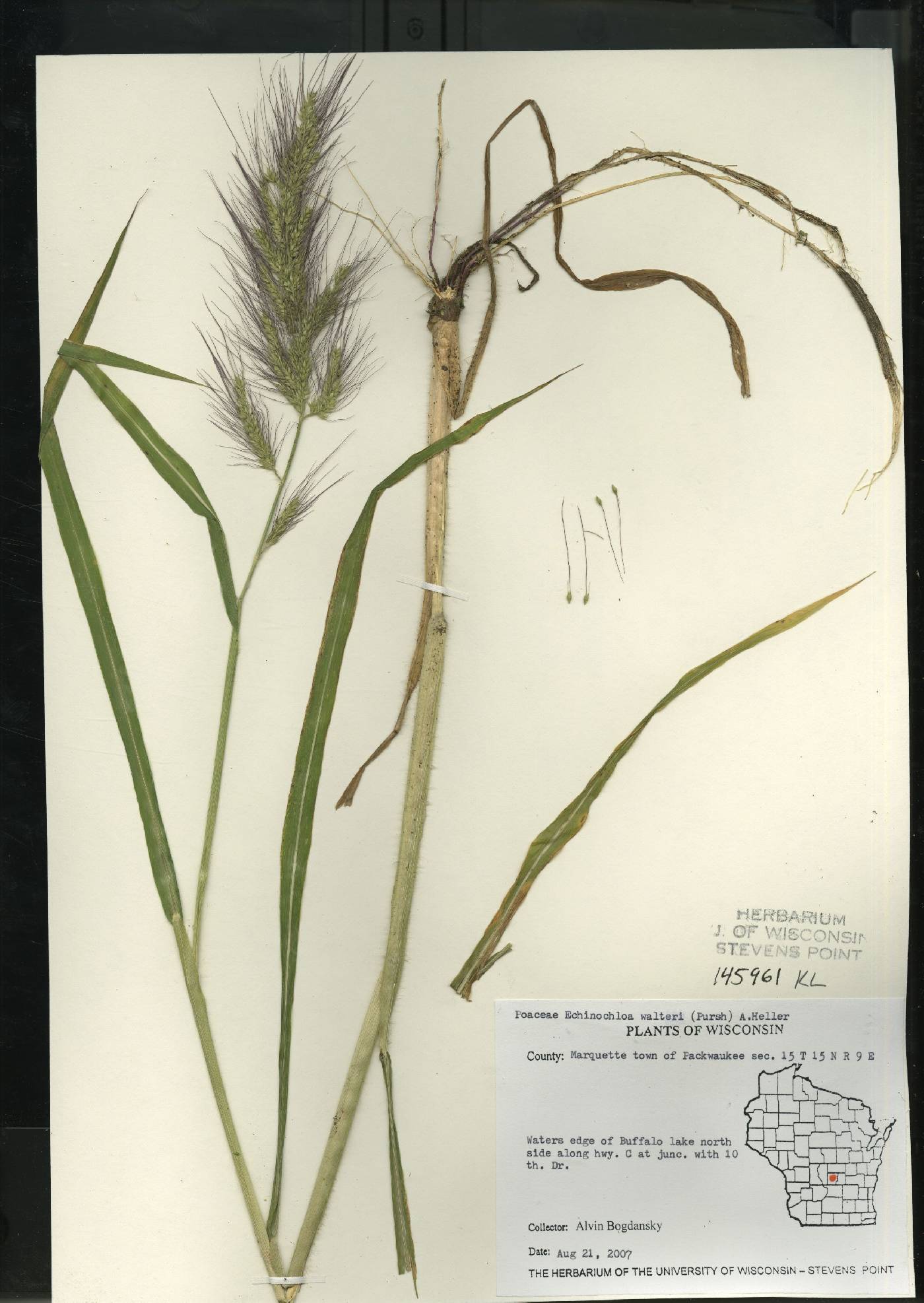 Echinochloa walteri image