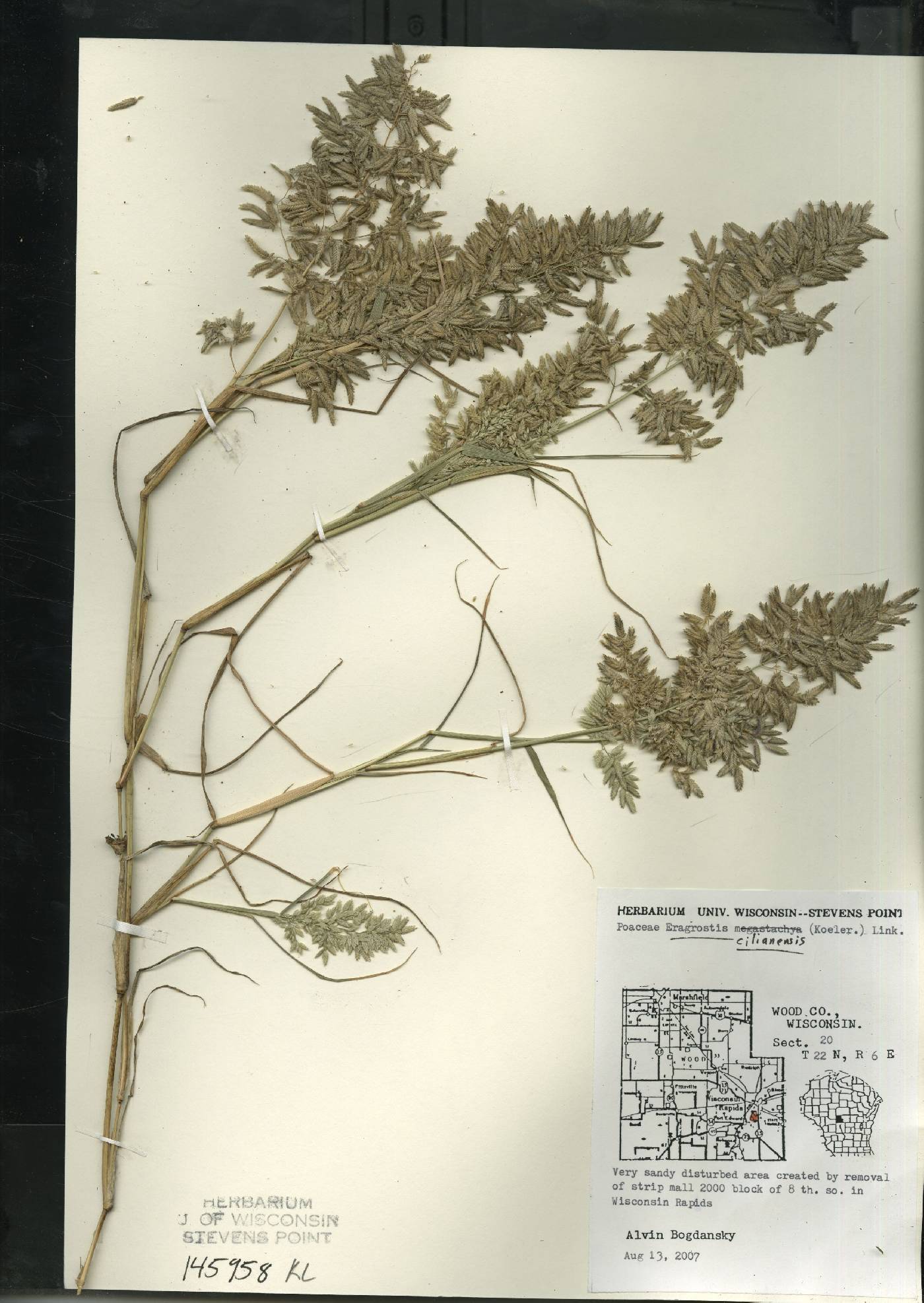 Eragrostis cilianensis image