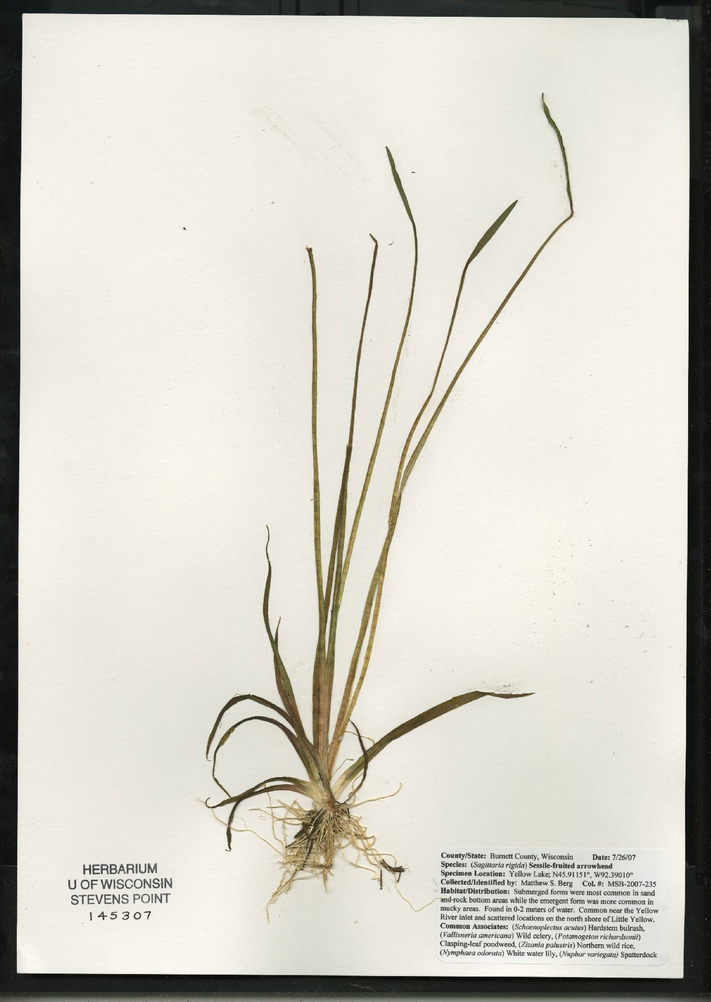 Sagittaria rigida image