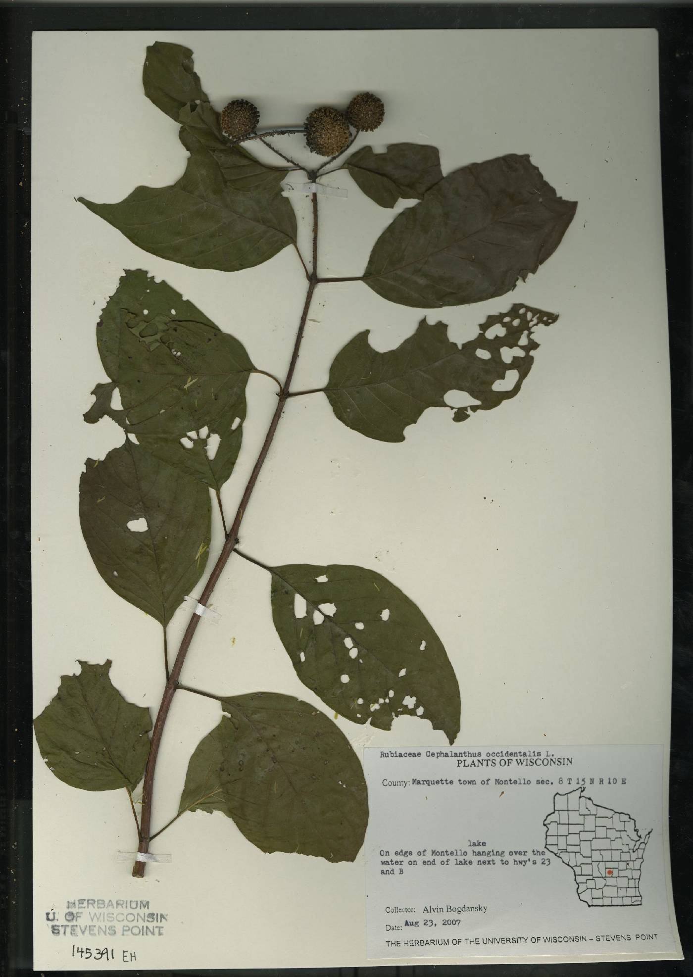 Cephalanthus occidentalis image