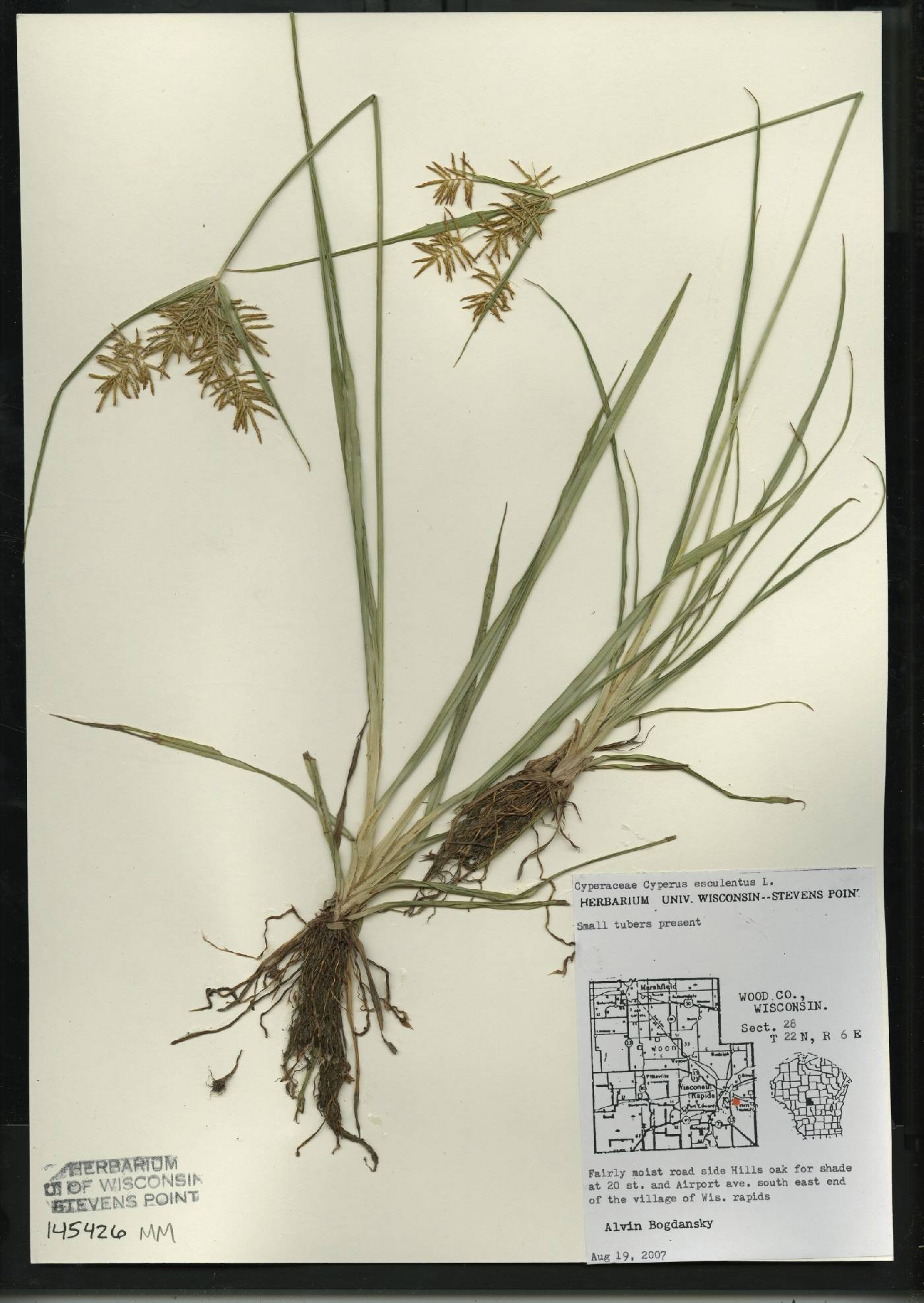 Cyperus esculentus var. leptostachyus image