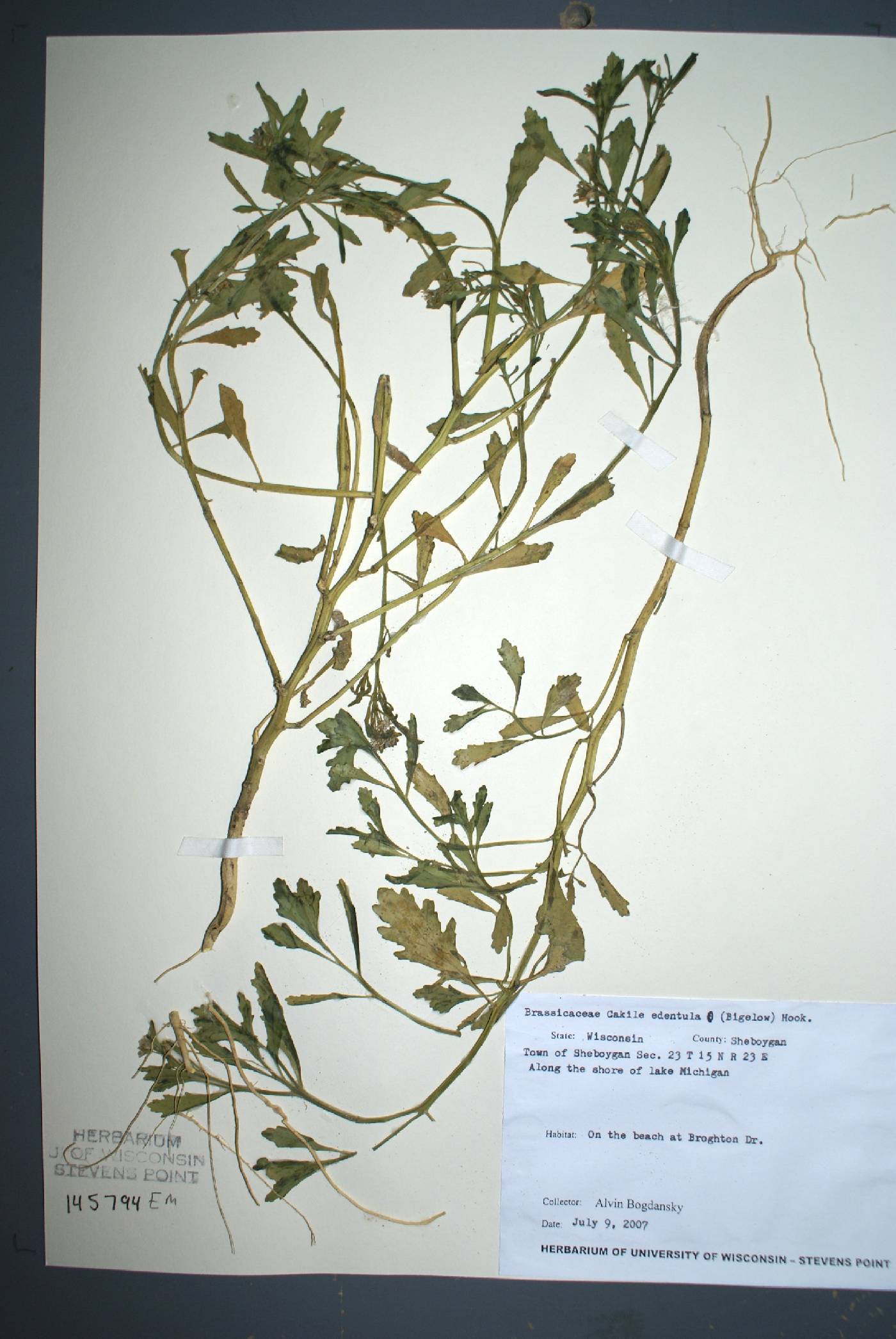 Cakile edentula image