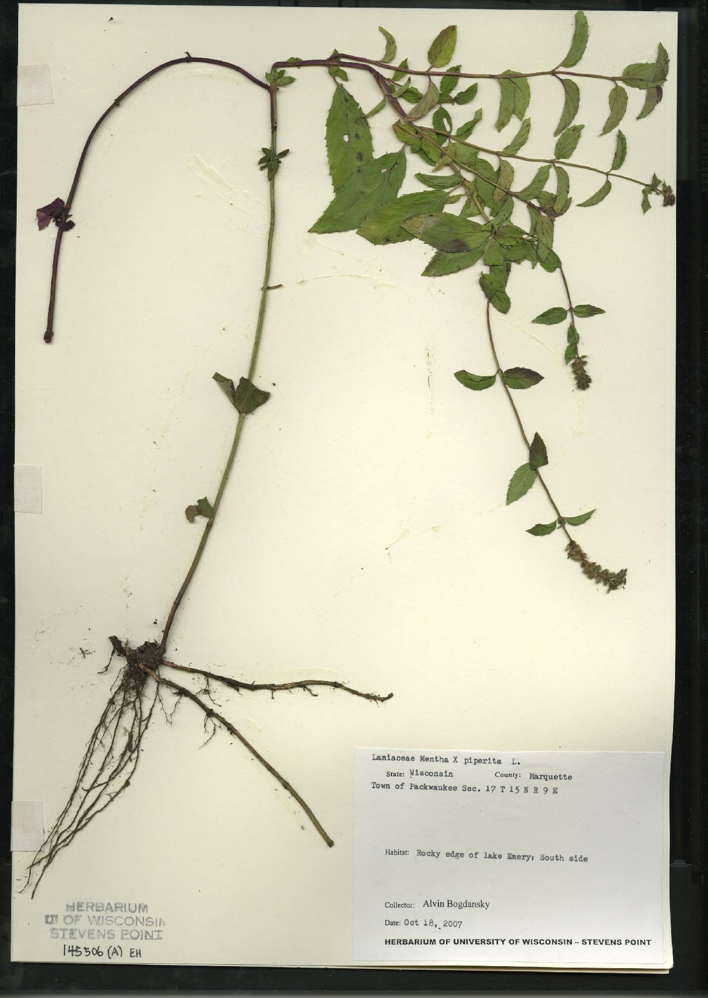Mentha X piperita image